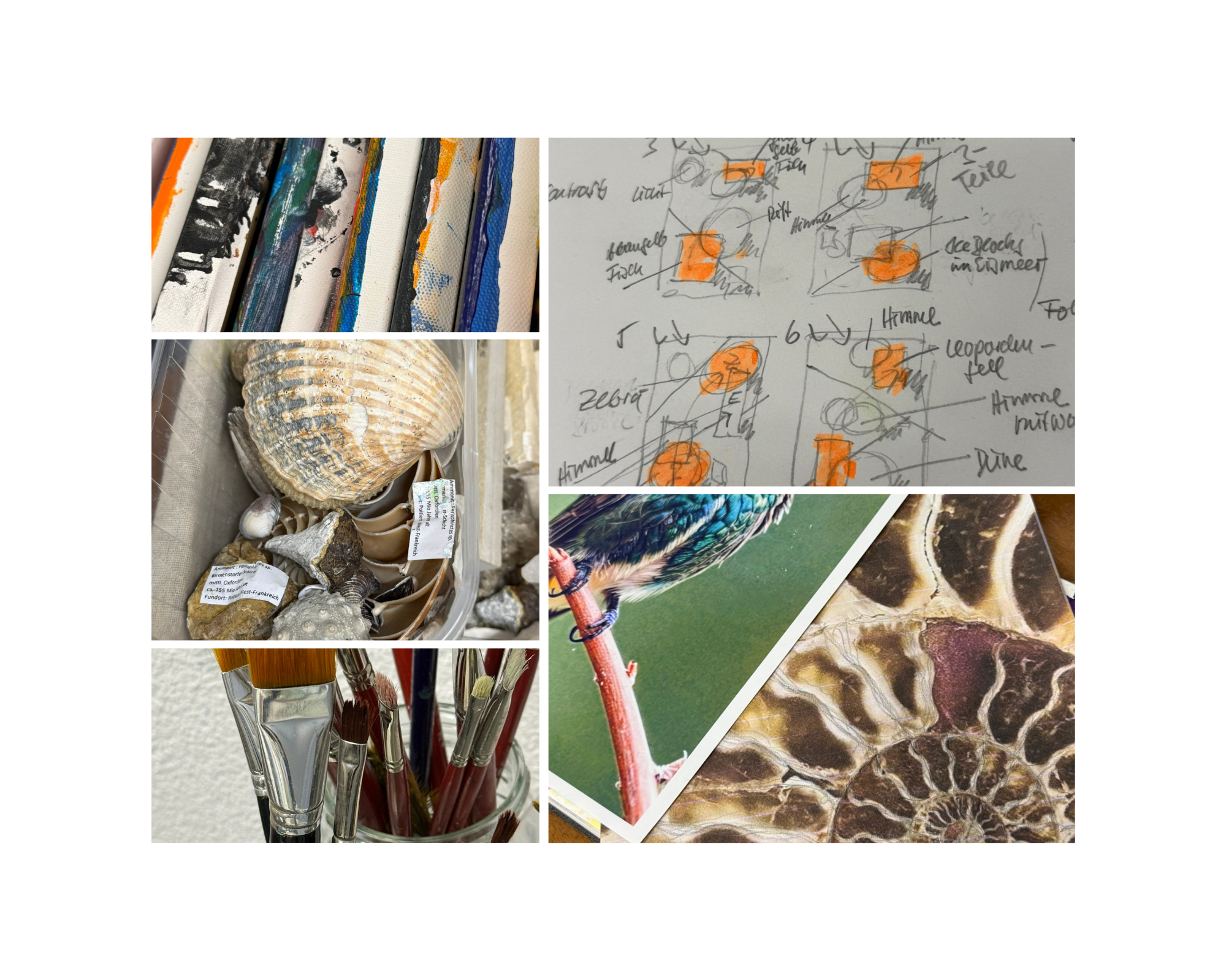 Collage aus fünf Fotos: Nahaufnahme von bunt bemalten Pinsel, Skizze mit handschriftlichen Notizen, Muscheln mit Etiketten, Pinsel in einem Gefäß, sowie Fotografien von einem Vogel auf Zweig und einer Maulpilot-Gurke.