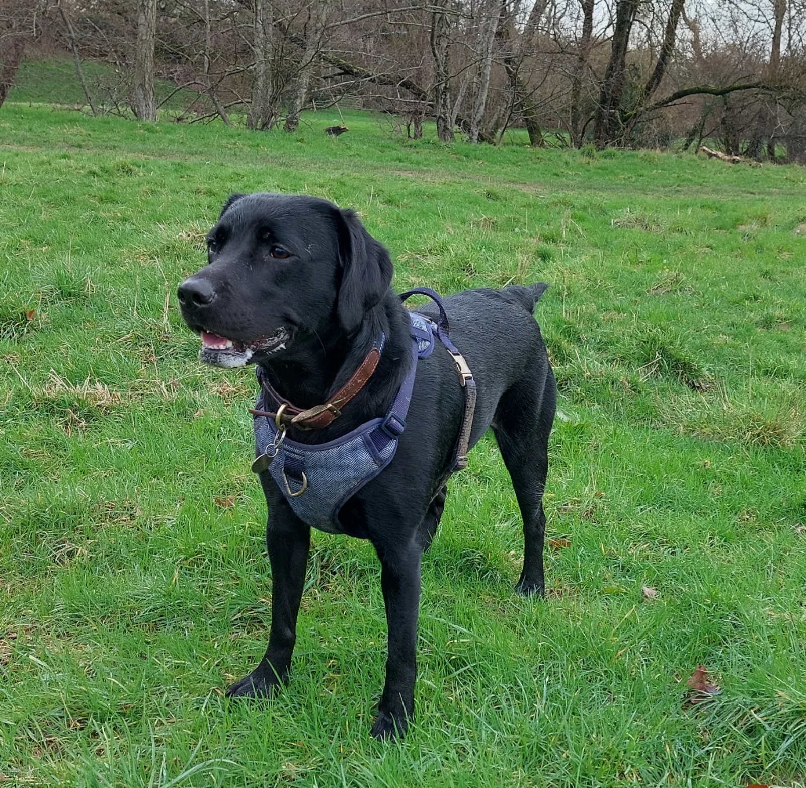 A black dog standing on a grassy field with bare trees in the background. The dog is wearing a harness and a collar.