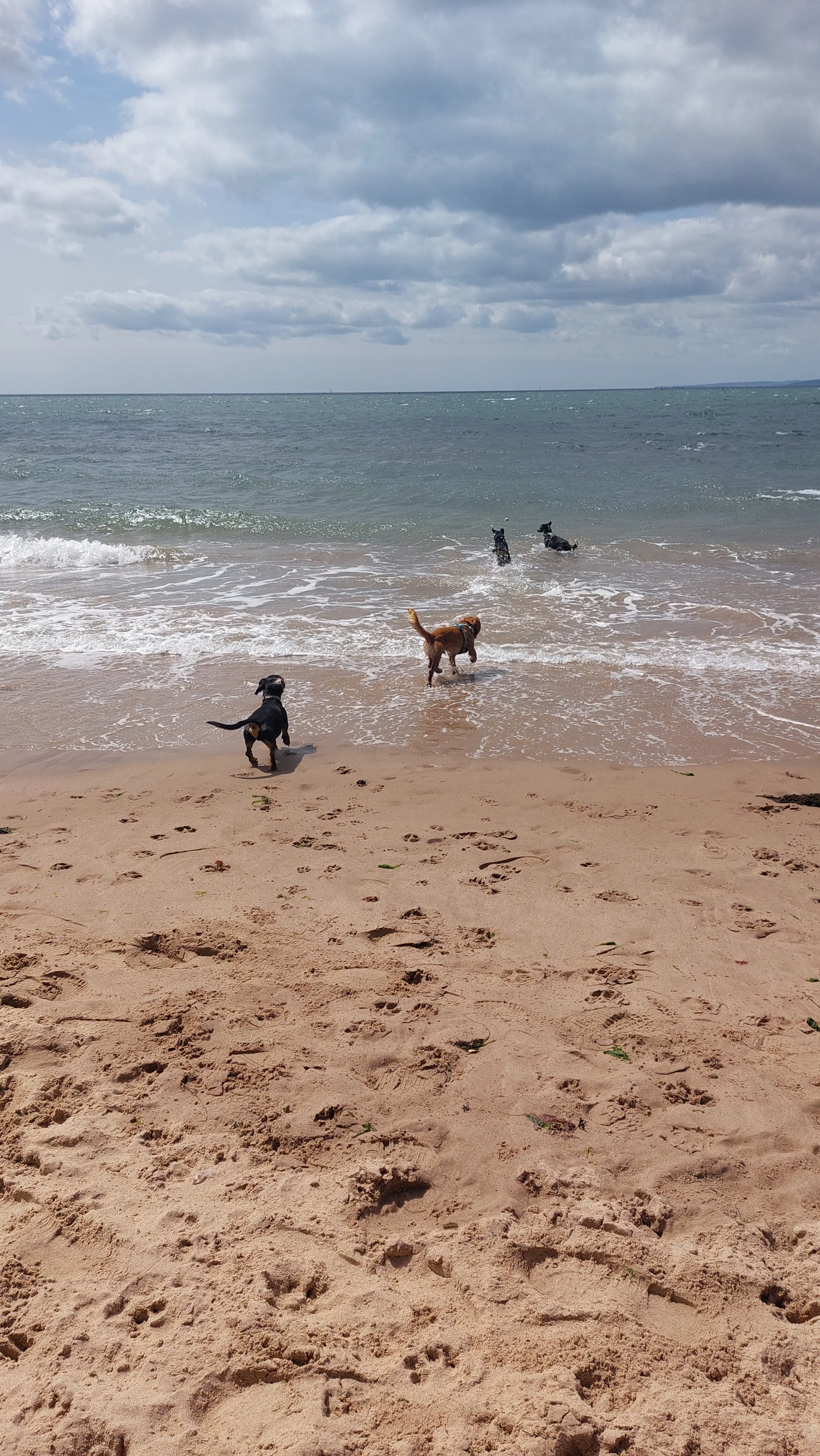 Four dogs playing at the beach near the ocean shore with cloudy sky overhead.