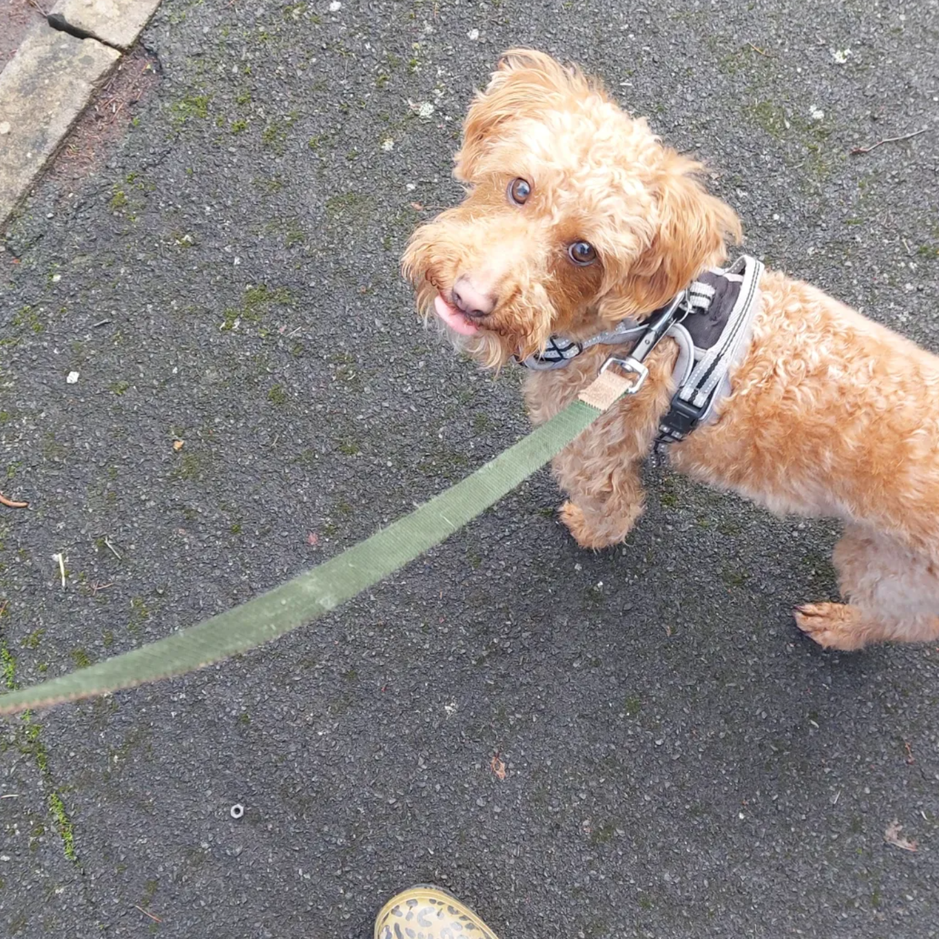 A small curly-haired dog on a leash looking up at the camera on a paved surface.