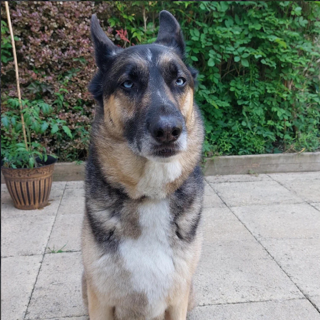 A mixed breed dog with blue eyes, standing outdoors on a paved patio, with green bushes and a potted plant in the background.