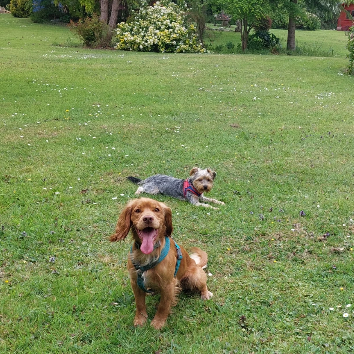Two dogs playing on a grassy lawn with trees and bushes in the background. One dog is lying down with its tongue out and wearing a blue harness, while the other dog, smaller with a gray coat, is lying down behind the first dog, wearing a red harness.