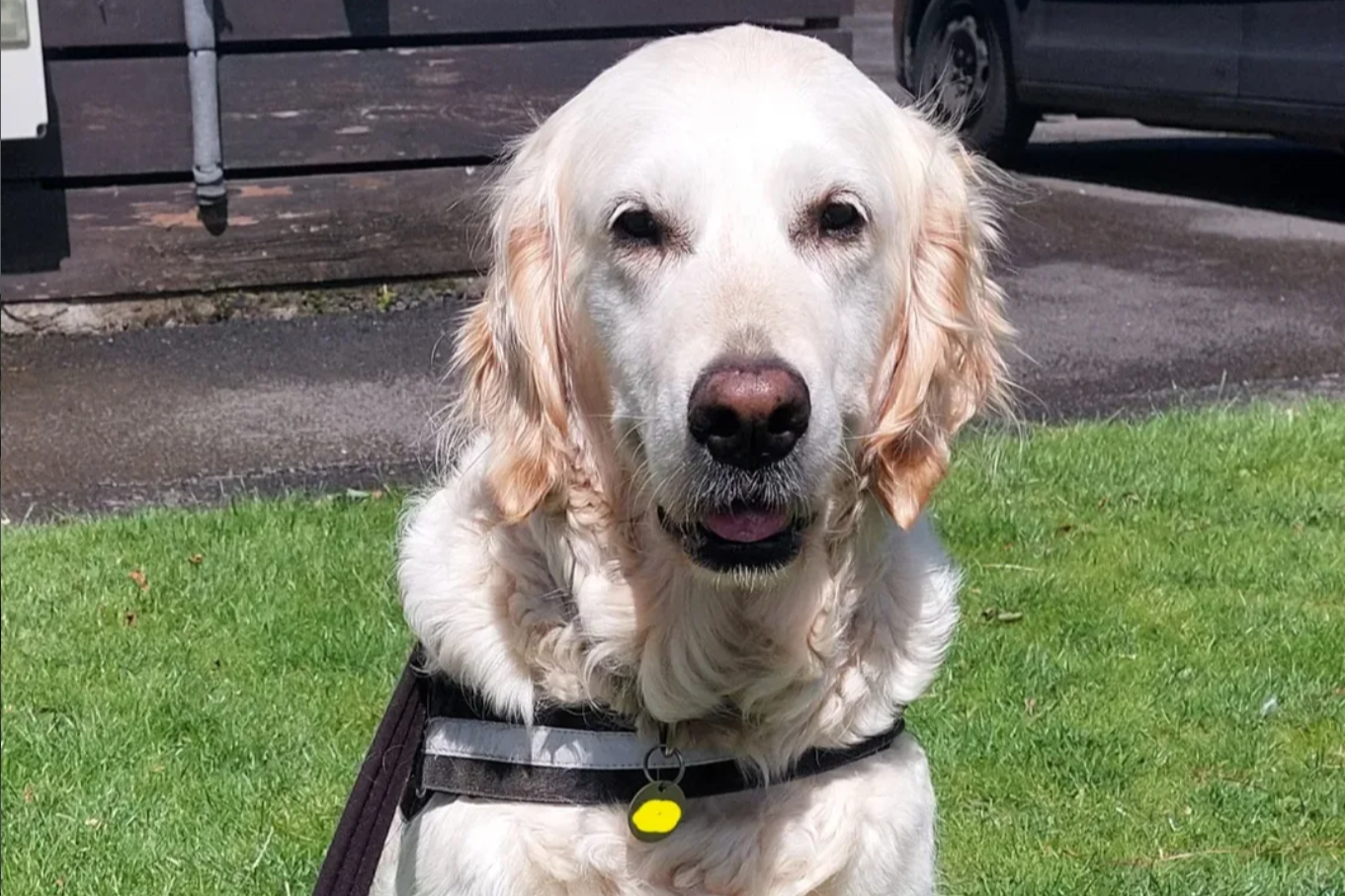 Close-up of a golden retriever sitting on green grass, wearing a black harness with a yellow tag.