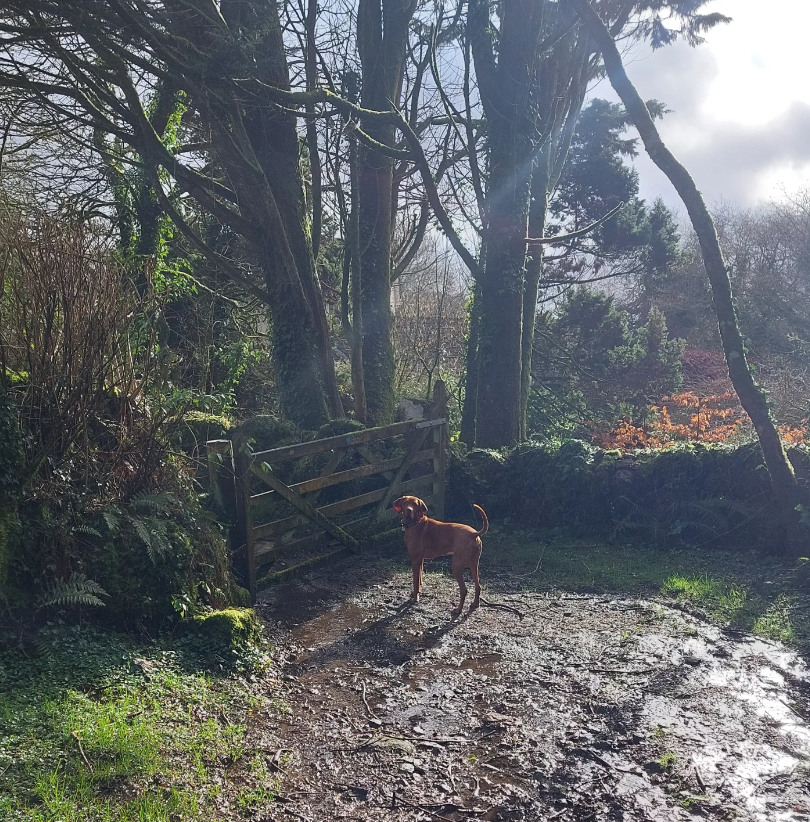 A dog standing on a muddy trail in a forested area with trees, bushes, and a small wooden bridge visible in the background, with sunlight filtering through the cloudy sky.