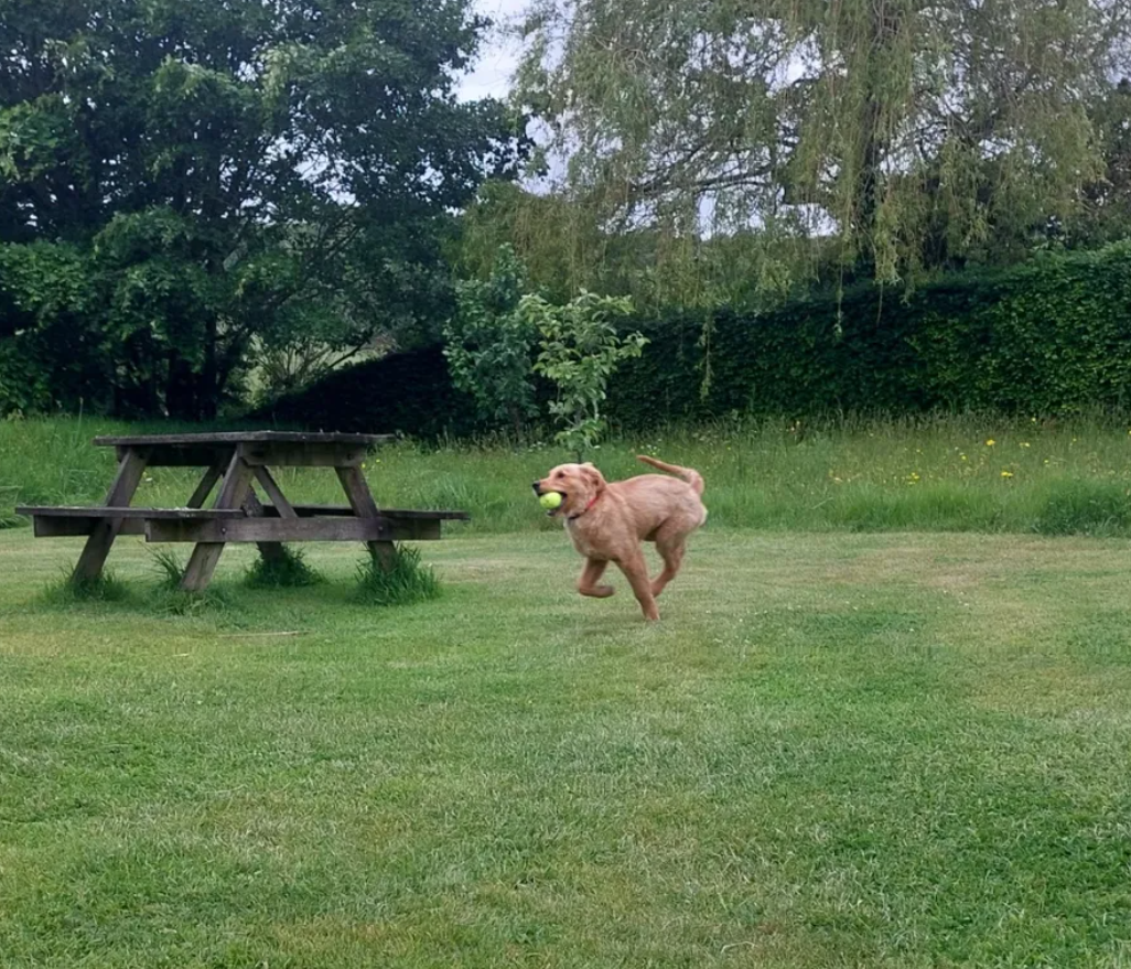 A golden retriever dog running on a grassy lawn with a green tennis ball in its mouth, near a wooden picnic table in a park or backyard setting with trees and bushes in the background.