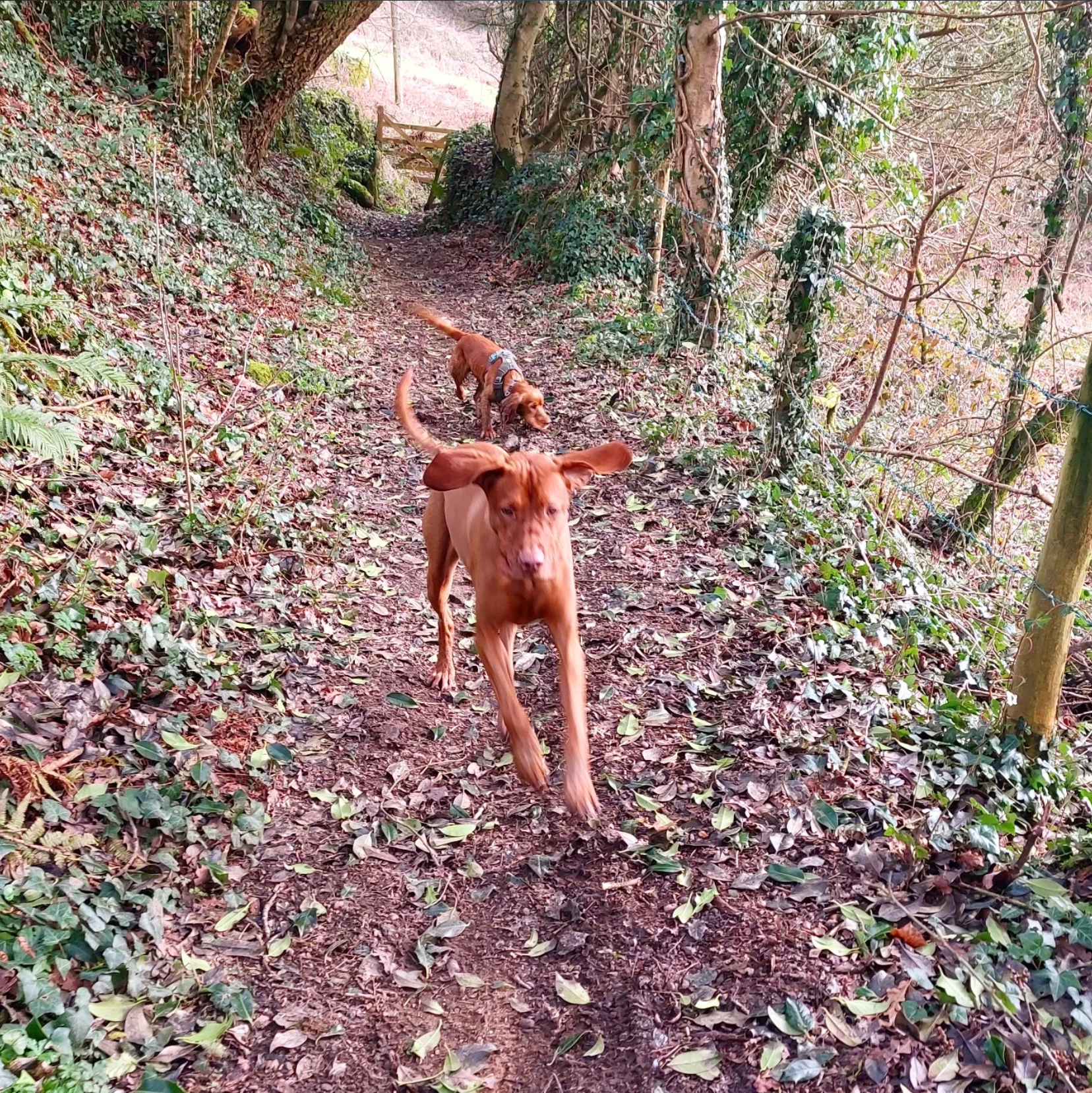 Two brown dogs running along a dirt trail surrounded by trees and fallen leaves.