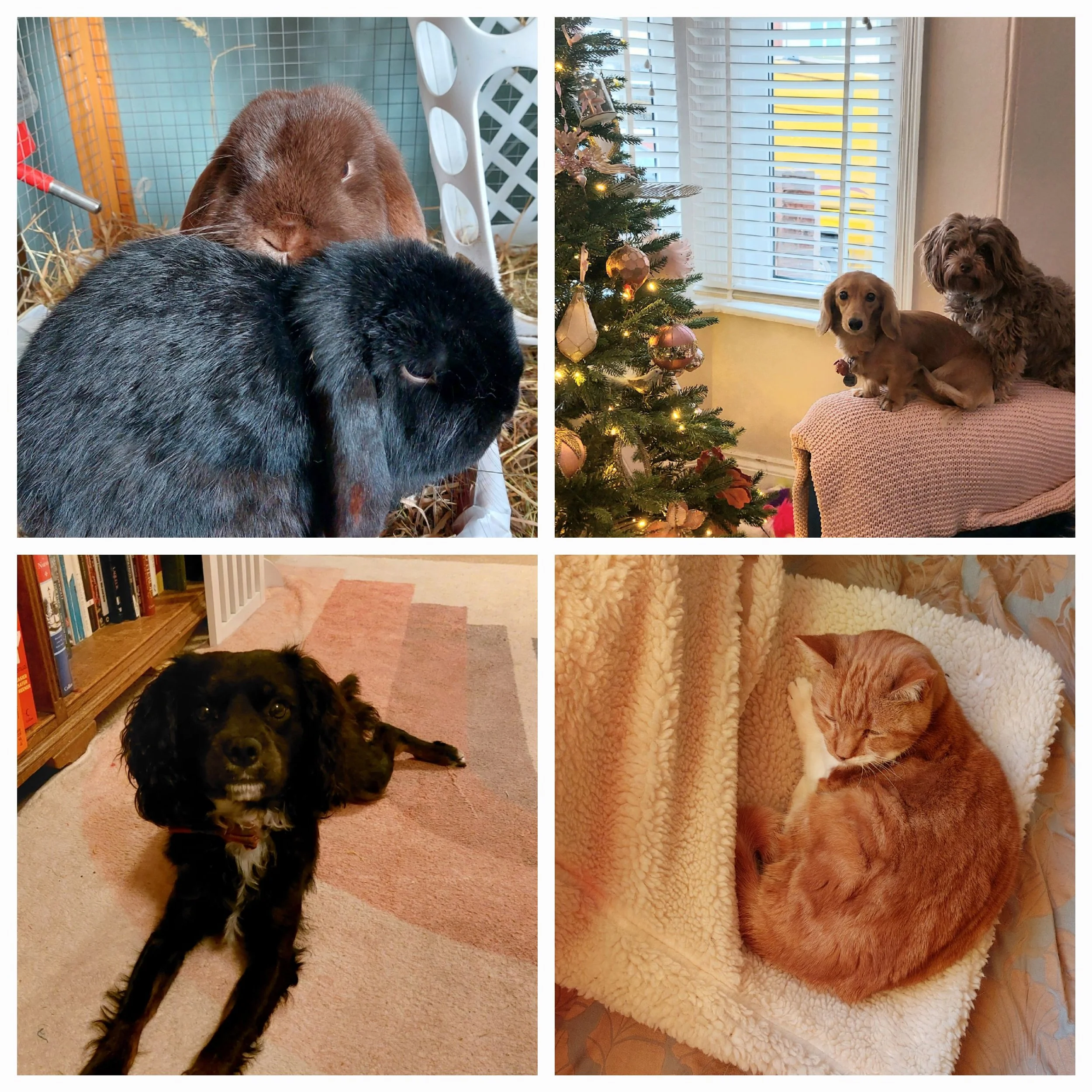 Collage of four images: top left shows two rabbits, one black and one brown, resting on hay; top right shows two dogs sitting on a couch next to a decorated Christmas tree near a window; bottom left shows a black dog laying on a pink and beige stripe