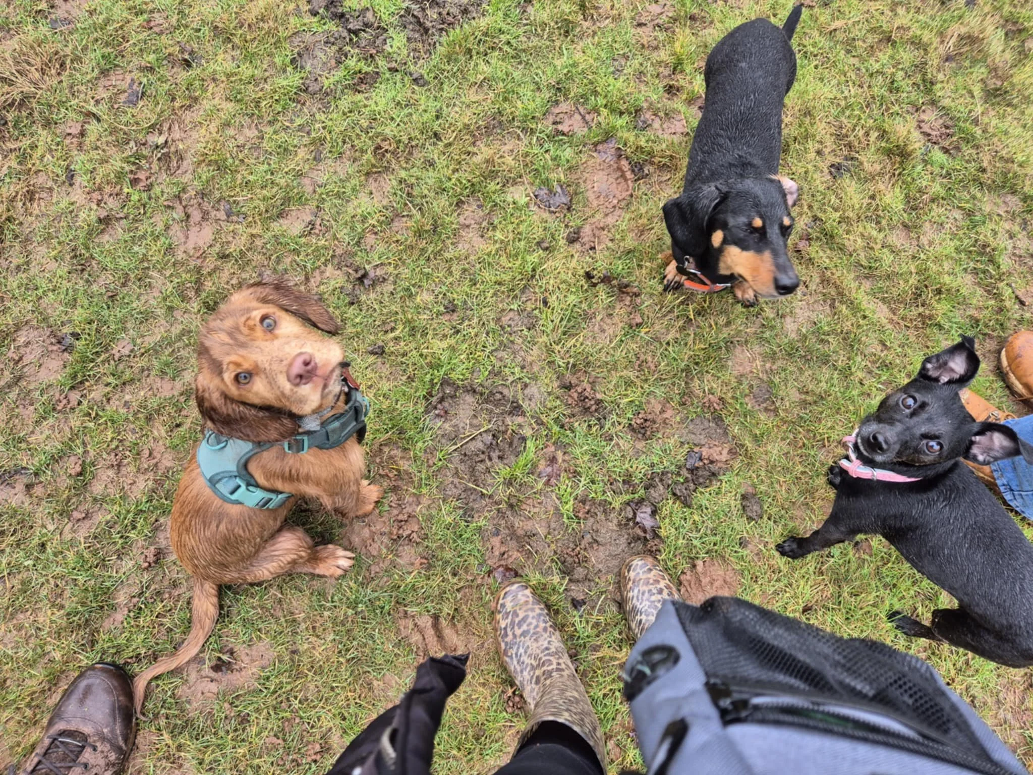 Photo taken from above showing three dogs sitting on grass. One has brown fur and blue eyes, wearing a teal harness, looking up. Another is black and tan, wearing an orange collar, looking at the camera. The third is black, wearing a pink collar, also looking at the camera. The person's feet in patterned boots and black jacket are visible at the bottom.