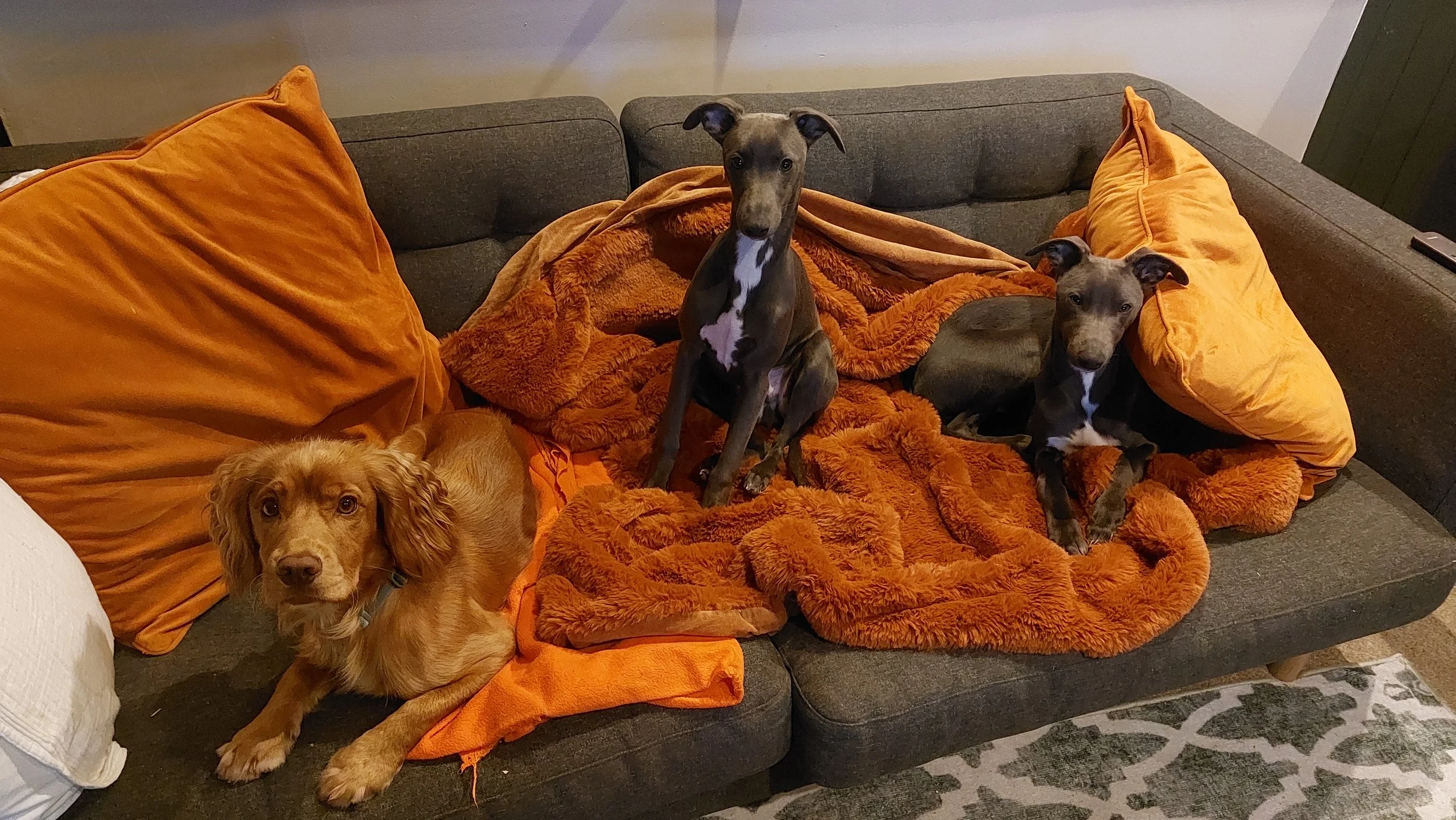 Three dogs sitting on a dark gray sofa with orange blankets and pillows, with a patterned rug on the floor.