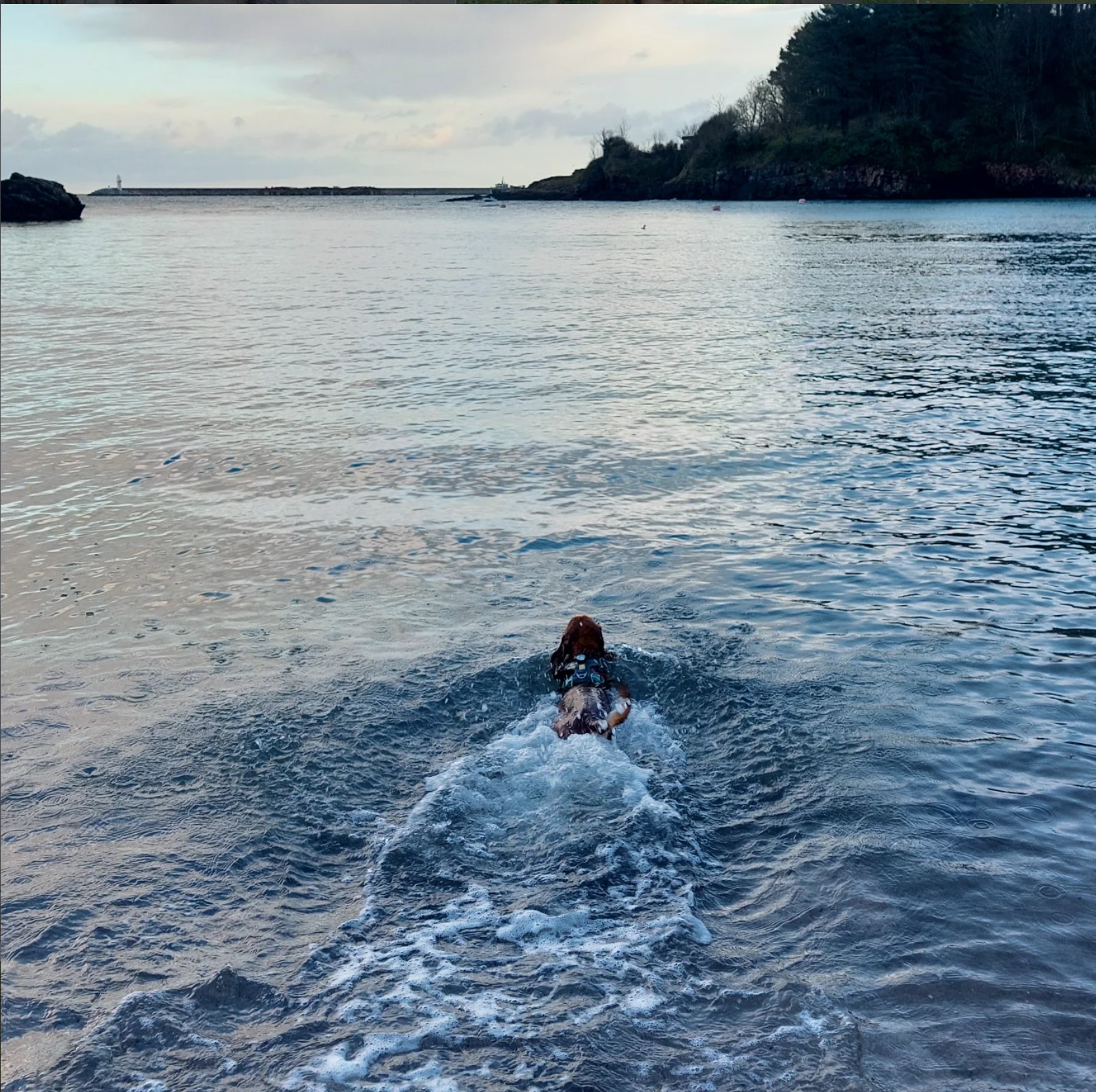 Dog swimming in the ocean with a distant view of a rocky shoreline, trees, and a lighthouse at sunset.