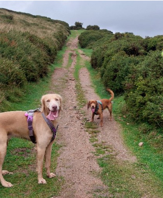 Two dogs standing on a dirt trail surrounded by green bushes and grass, with hilly terrain in the background.