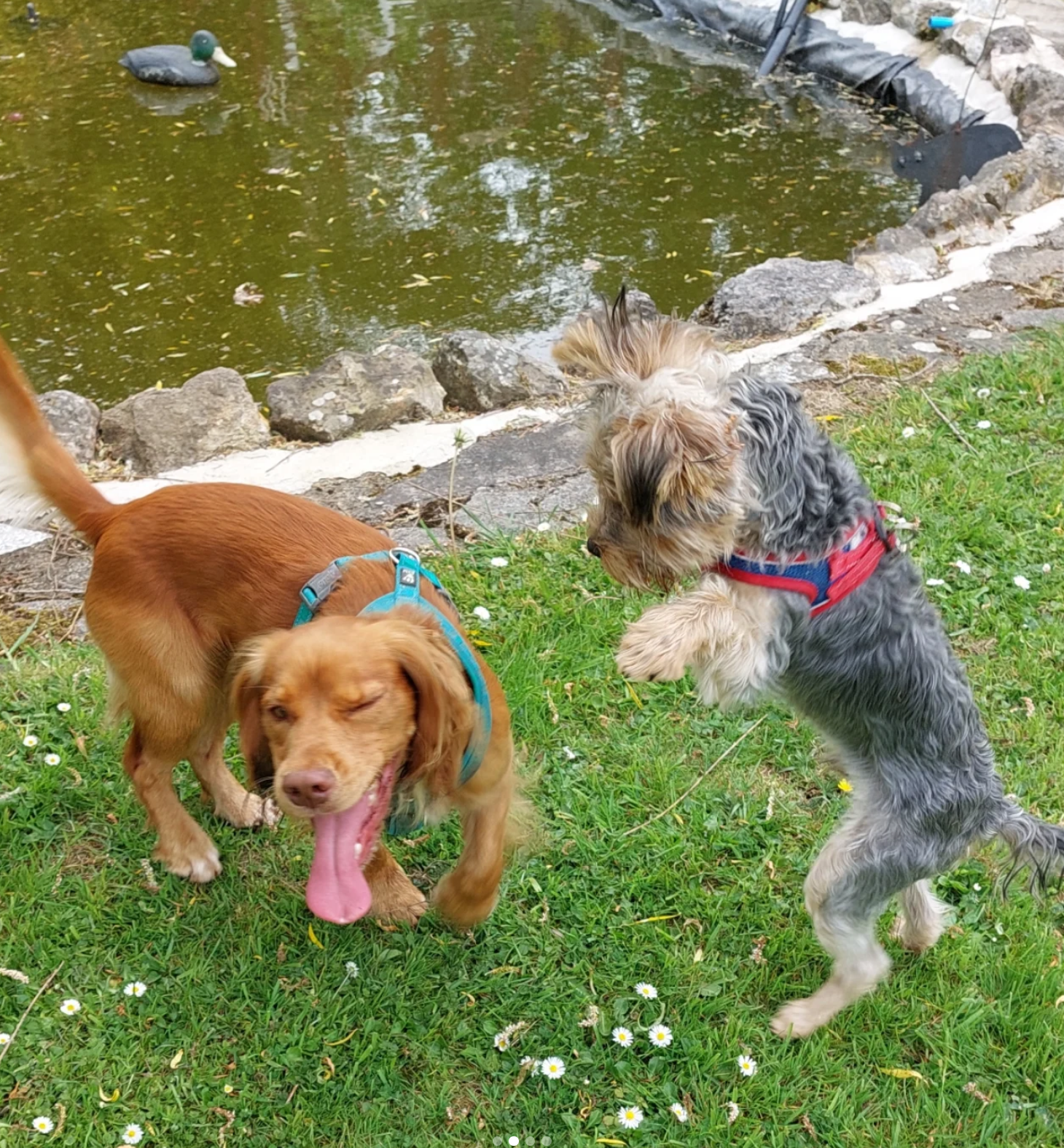 Two dogs playing near a pond with ducks, one dog is a small, gray, and white terrier mix on its hind legs, the other is a brown retriever with a blue collar, on a grassy area with small white flowers.