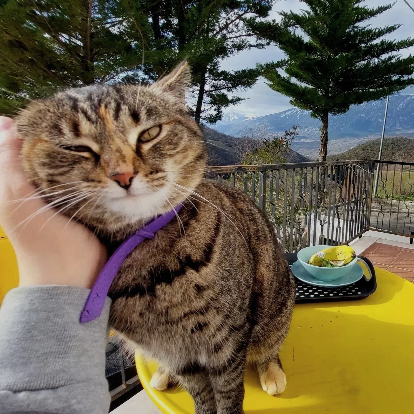 Close-up of a tabby cat with green eyes and a purple collar, being petted and held by a person outdoors on a yellow table. In the background, there are forested mountains, trees, a railing, and a bowl of bananas on a tray.