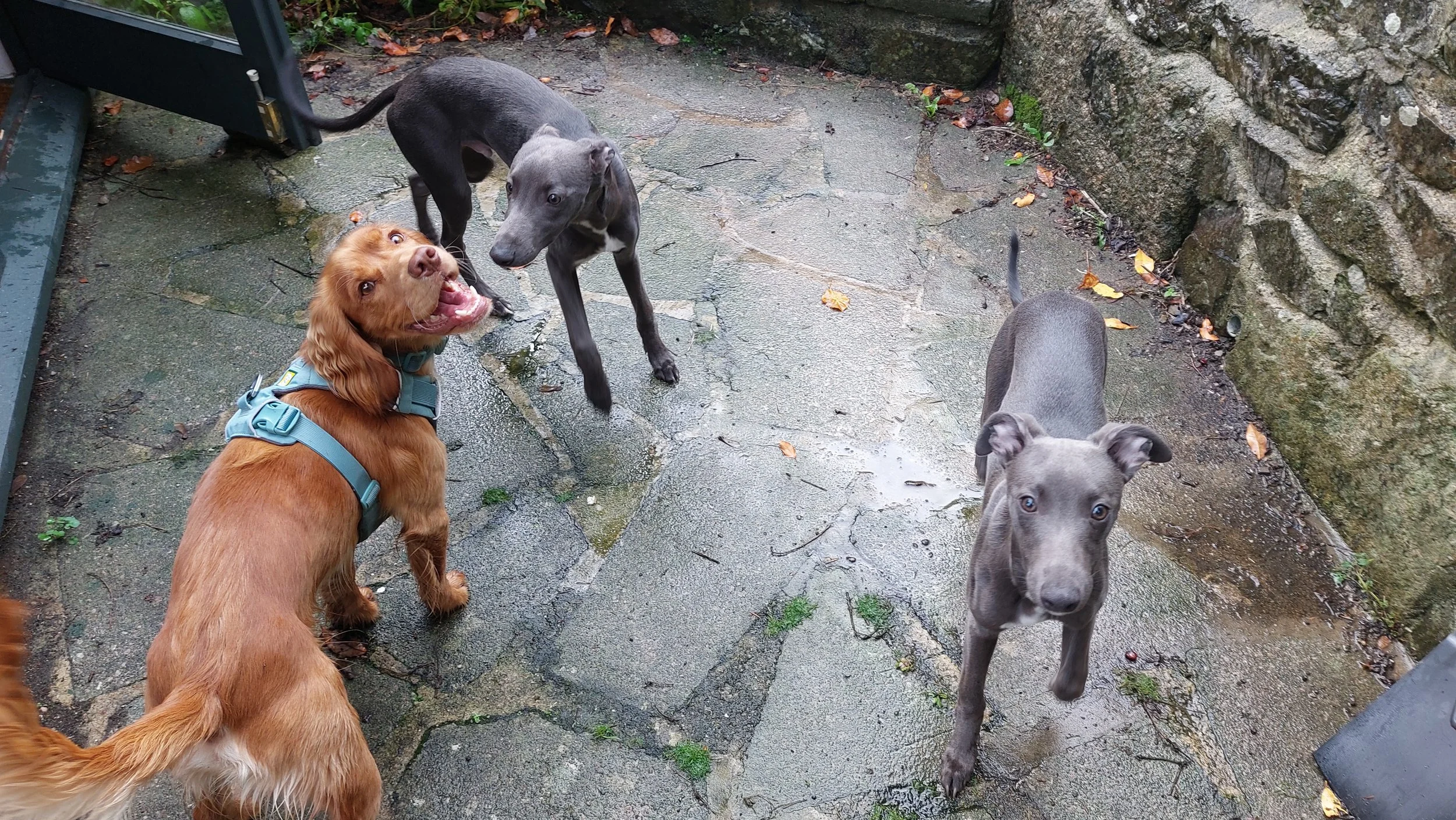 Three puppies on a wet stone patio next to a brick wall and a metal gate. One golden retriever puppy is looking up, another gray puppy is standing and looking at the camera, and a black puppy is sniffing the gray puppy.