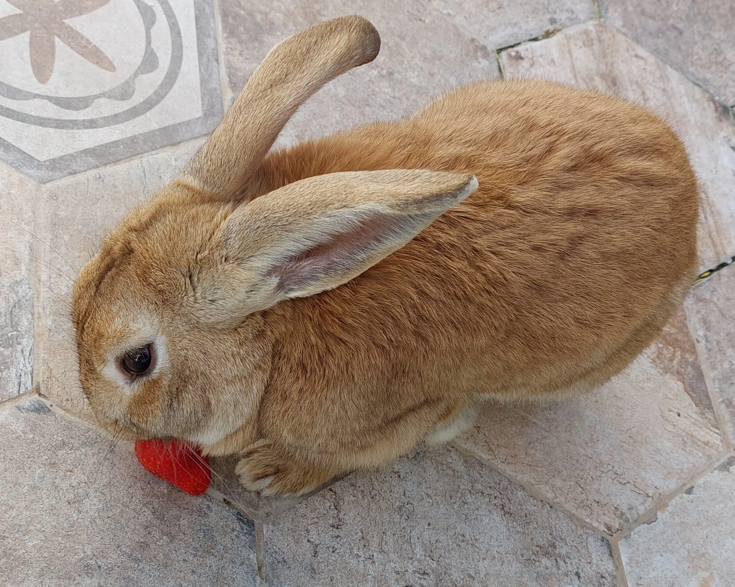 Brown rabbit with upright ears sitting on a tiled floor near a red object.