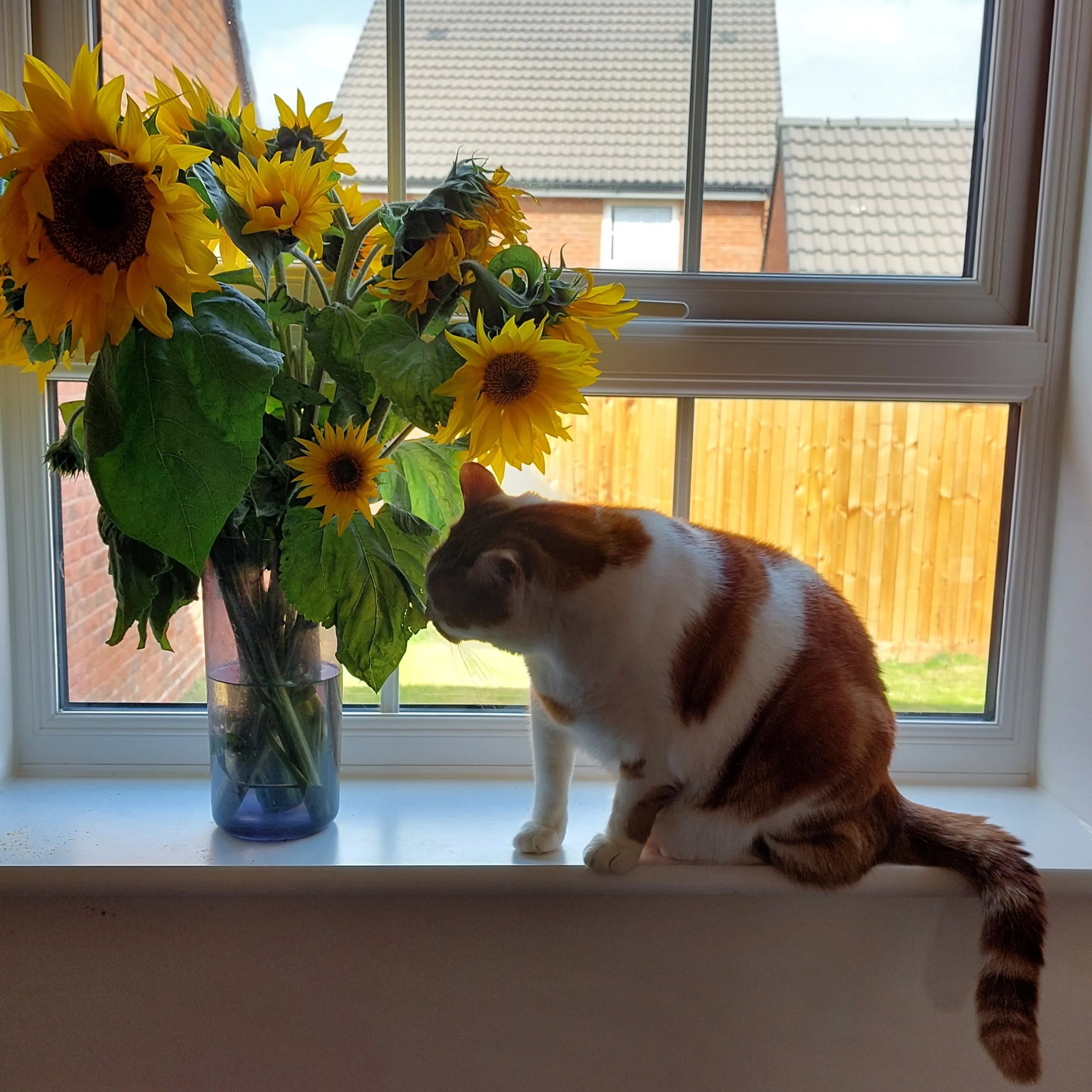 A cat sniffing a bouquet of sunflowers in a vase on a windowsill in front of a window showing a backyard with a wooden fence and neighboring houses.