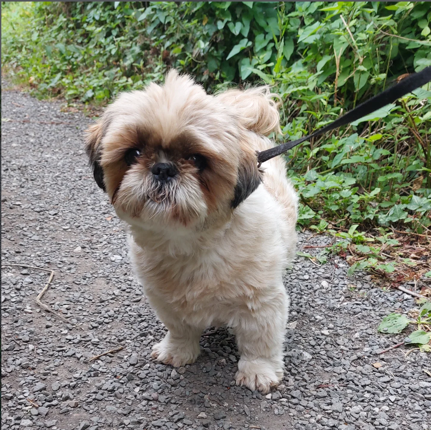 A small, fluffy dog with tan and black fur on a walking leash, standing on a gravel path next to green bushes.