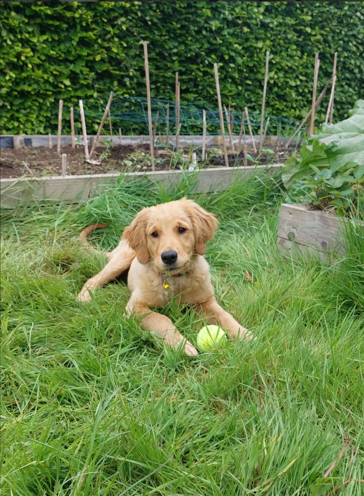 A golden retriever puppy lying on green grass with a yellow tennis ball in front of it, in a backyard with a garden and a green hedge in the background.