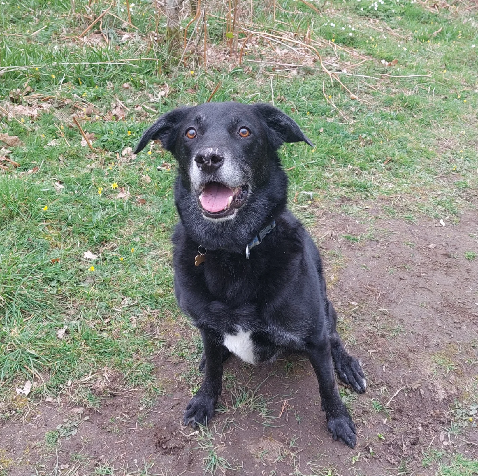 A black dog with a white patch on its chest, sitting on a dirt path outdoors surrounded by green grass and plants, with some yellow flowers and dry leaves in the background.