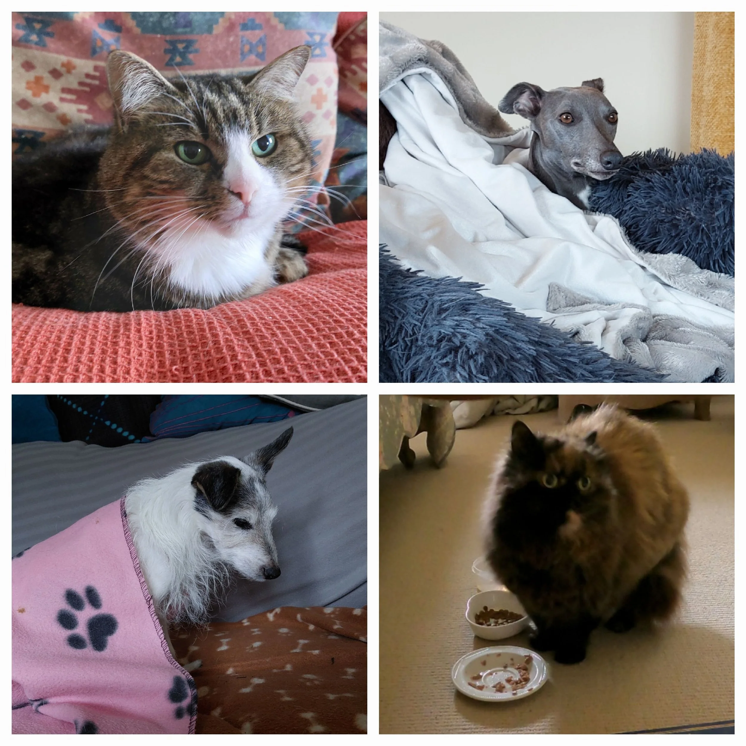 Collage of four pictures of pets. Top left: a tabby cat with green eyes resting on a red textured blanket. Top right: a grey dog lying on a white blanket with fluffy dark blue accents. Bottom left: a white dog with black spots wearing a pink shirt wi