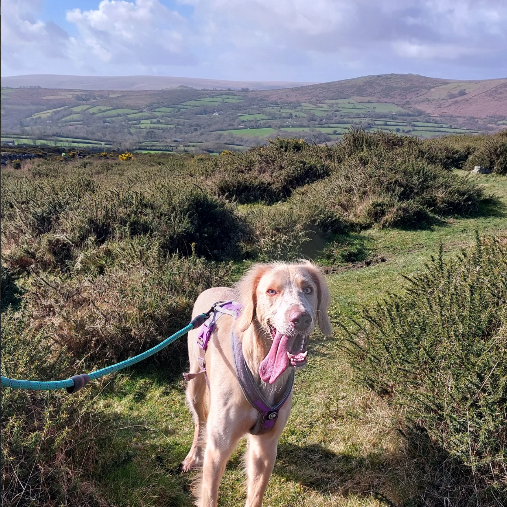 A light-colored dog with a harness and leash standing in a grassy area with bushes, open fields, and rolling hills in the background under a partly cloudy sky.