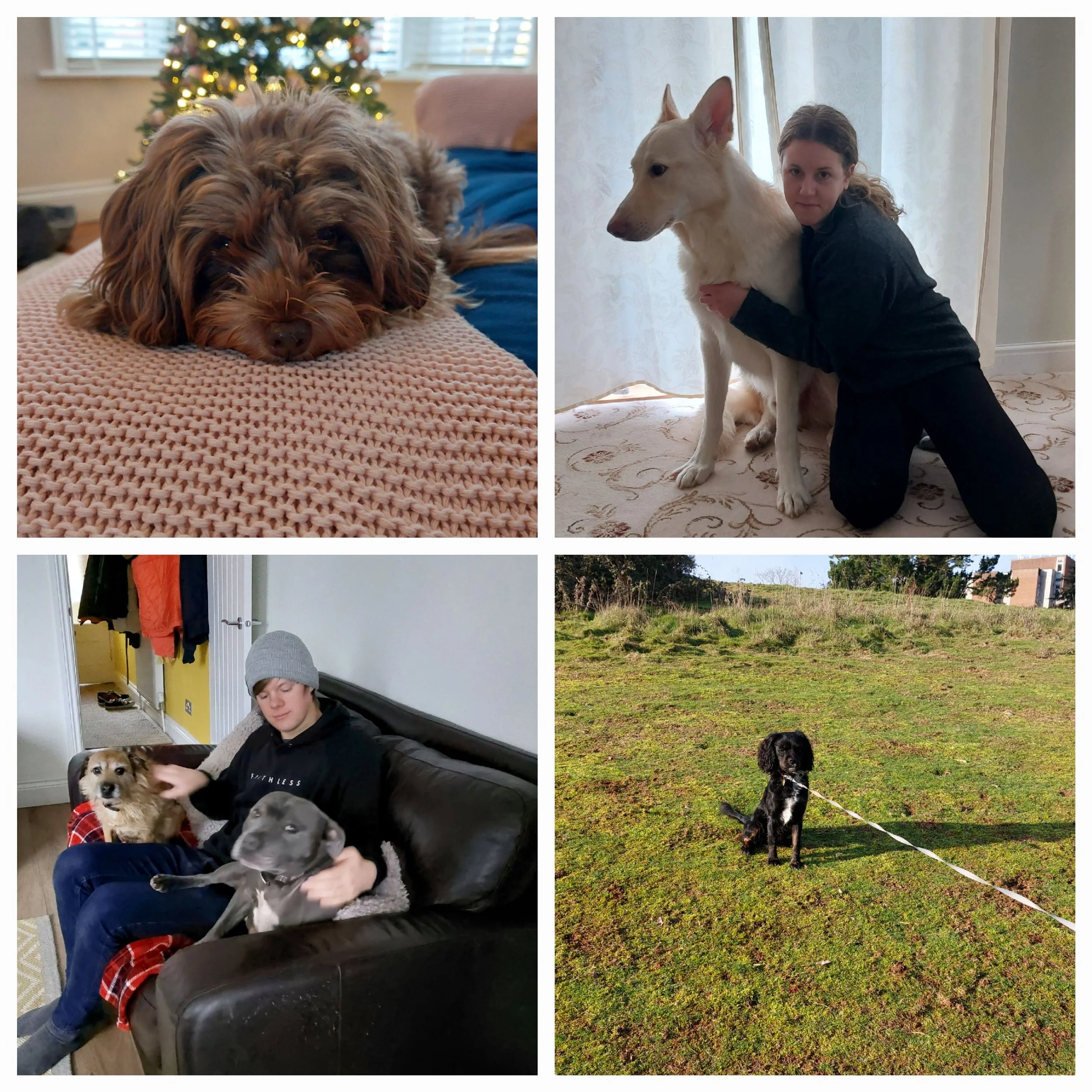 Four photos featuring different dogs and people. Top-left: a small brown fluffy dog resting on a textured pink blanket with a Christmas tree in the background. Top-right: a girl hugging a large, pale-colored dog indoors, with curtains behind them. Bo
