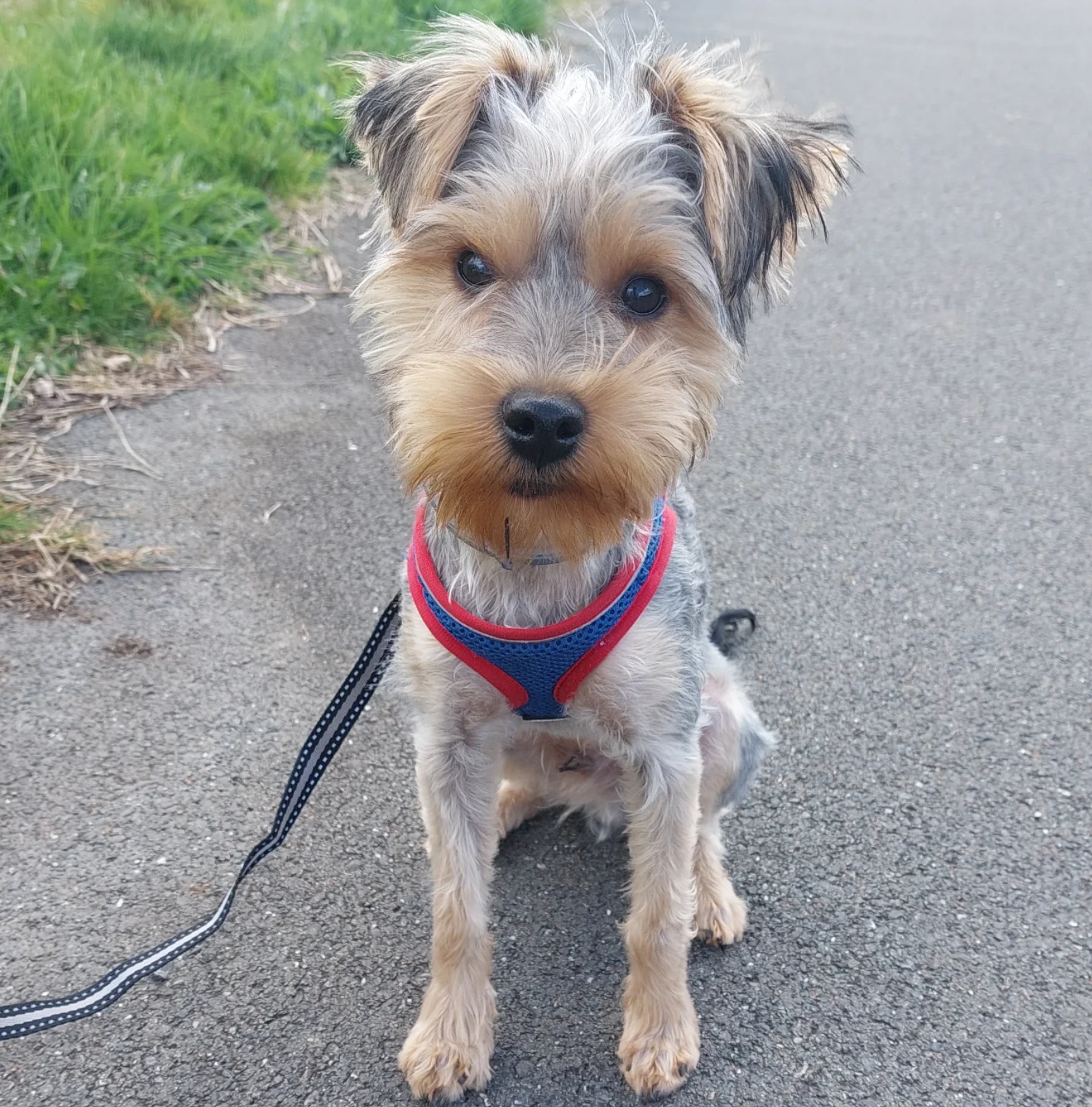 A cute, small, fluffy dog with light brown and gray fur sitting on a paved path next to a grassy area, wearing a red and blue harness with a black leash attached.
