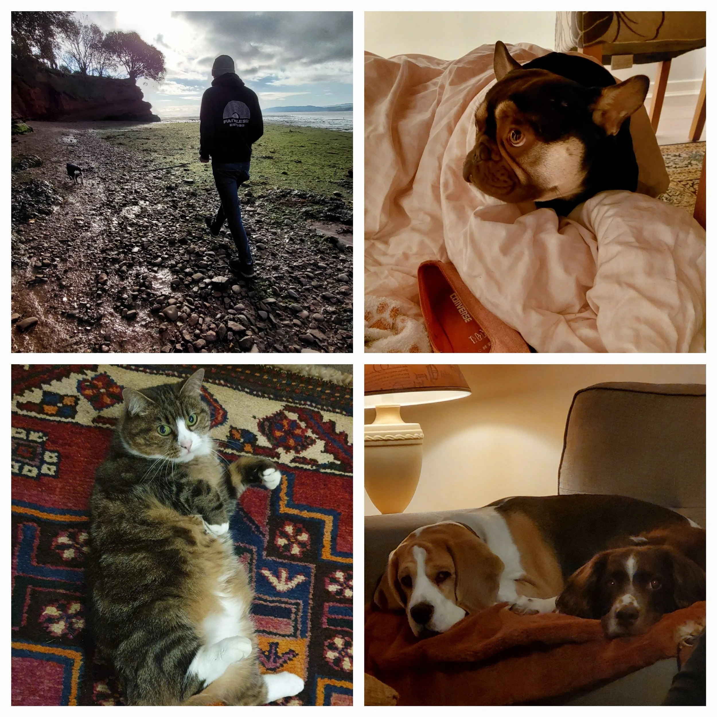 A collage of four photos: top-left shows a person walking a dog on a rocky beach with trees and a cloudy sky; top-right features a dog lying on a bed wrapped in a blanket; bottom-left depicts a tabby cat lying on its side on a colorful patterned rug,