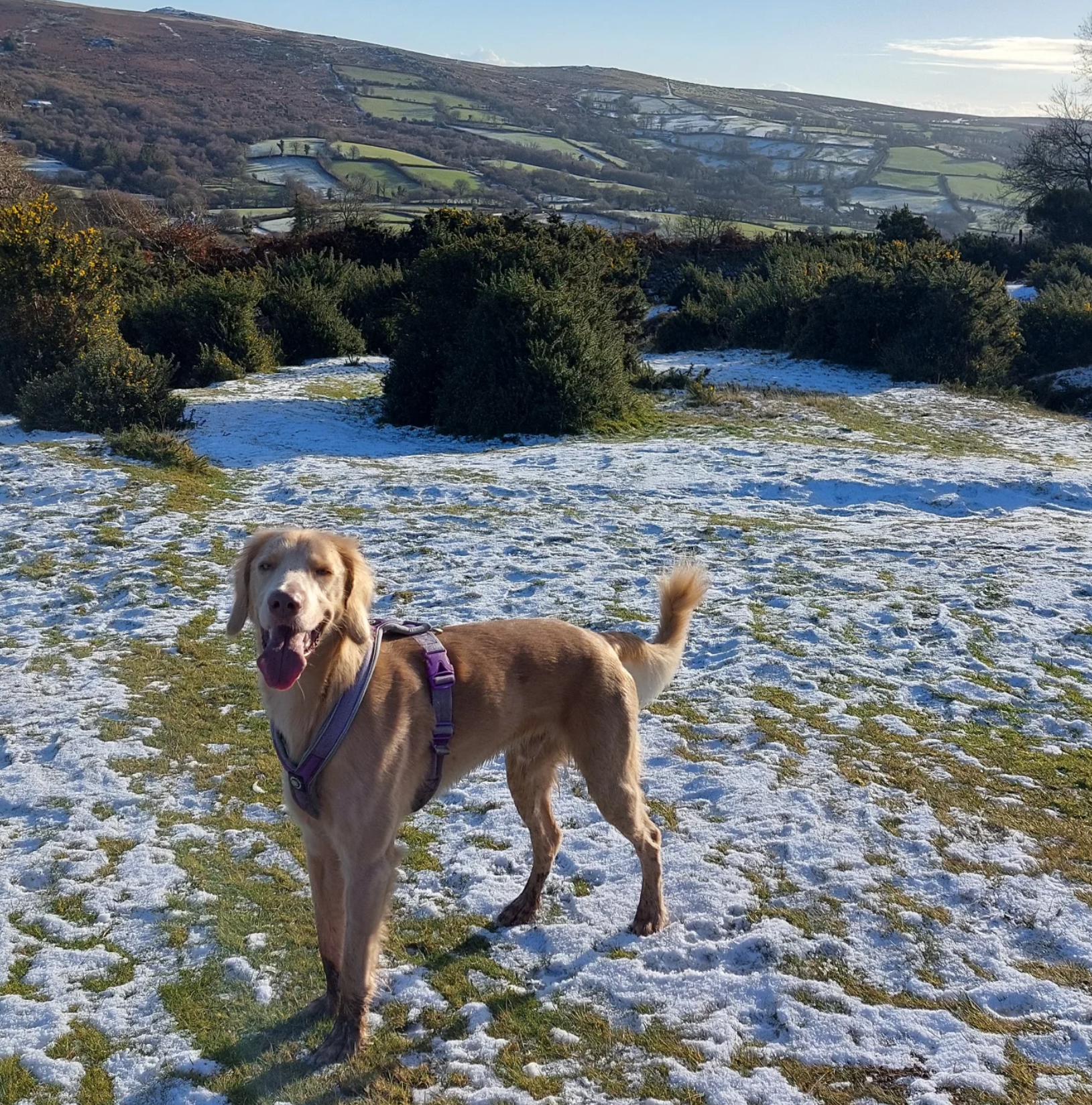 A happy golden retriever dog with a purple harness standing on a snowy field with patches of green grass, in front of green bushes and a hillside with snow and patches of green fields under a partly cloudy sky.