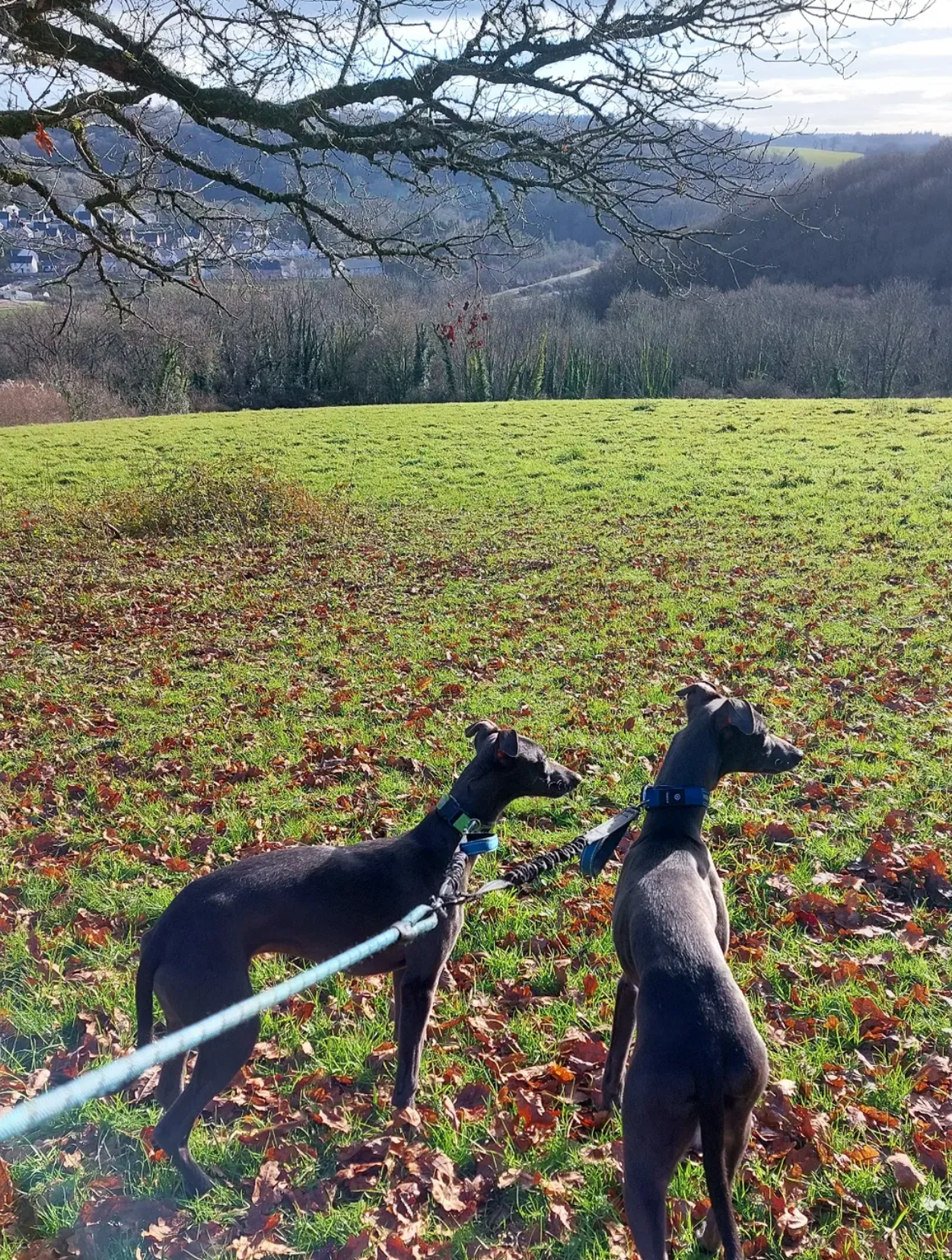 Two dogs on leashes standing on a leaf-covered grassy field, looking toward distant trees and rolling hills under a partly cloudy sky.