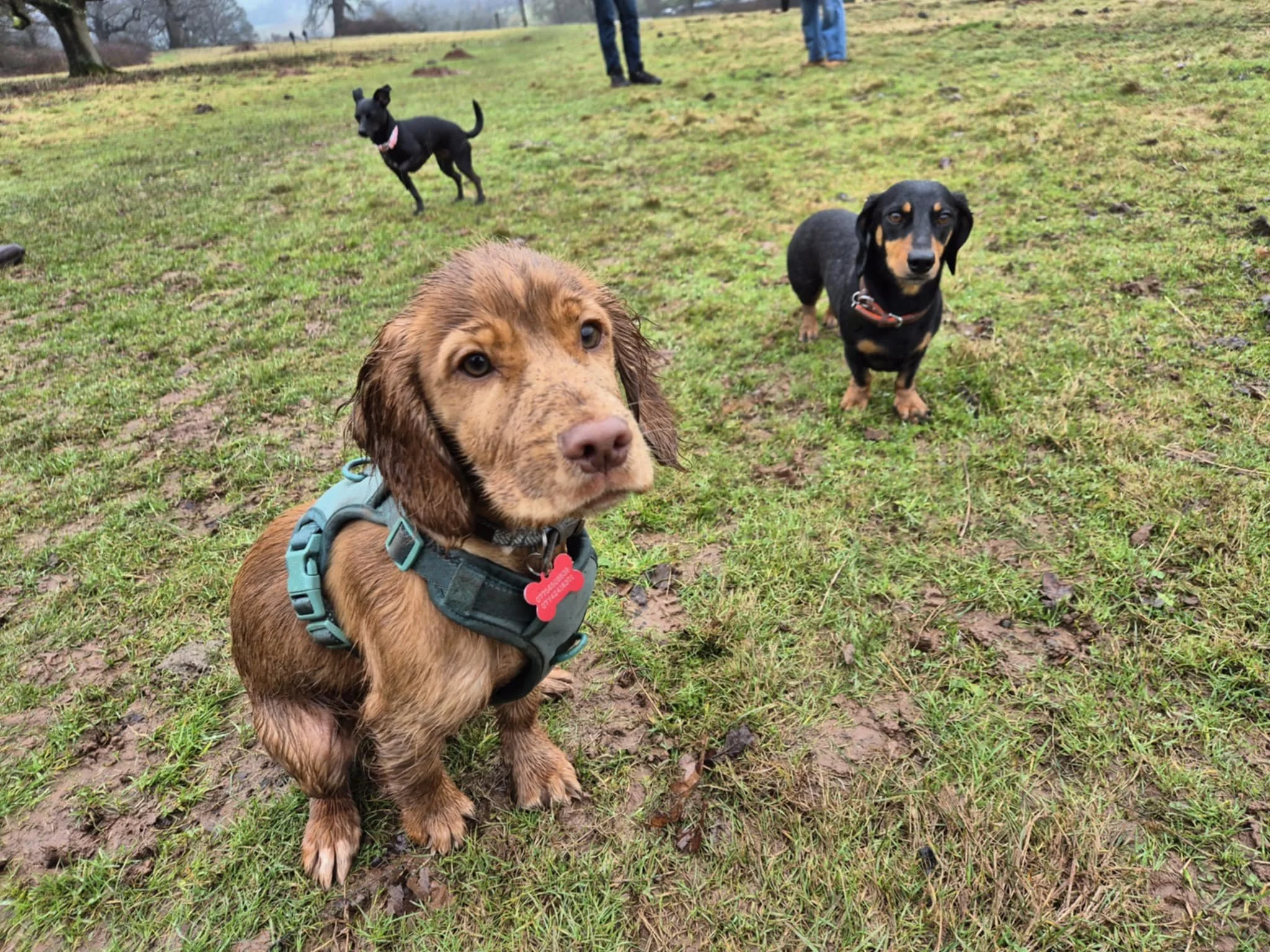 Three dogs sitting and standing on grass in a park, with trees and cloudy sky in the background.