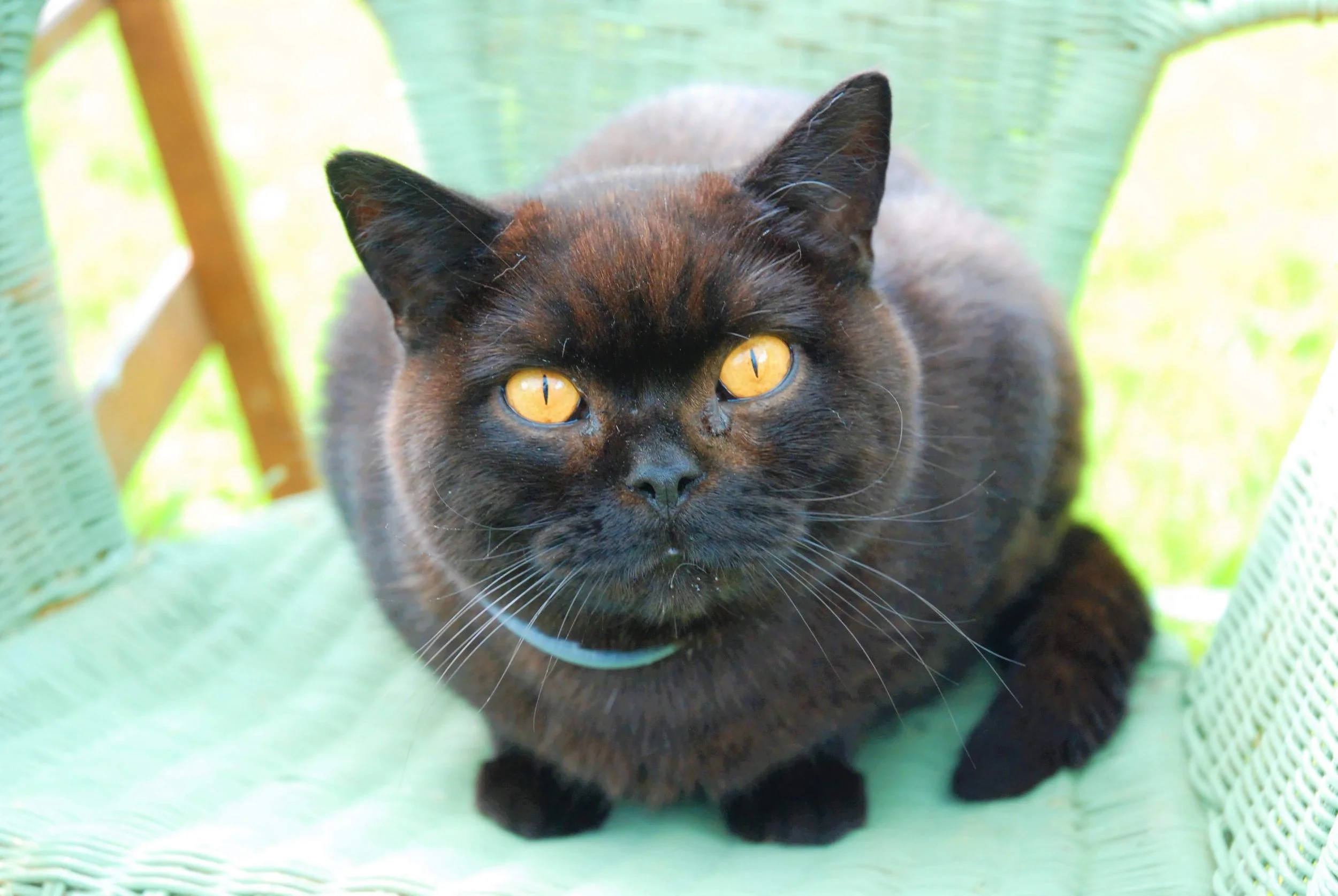 A black cat with yellow eyes sitting on a green chair outdoors.