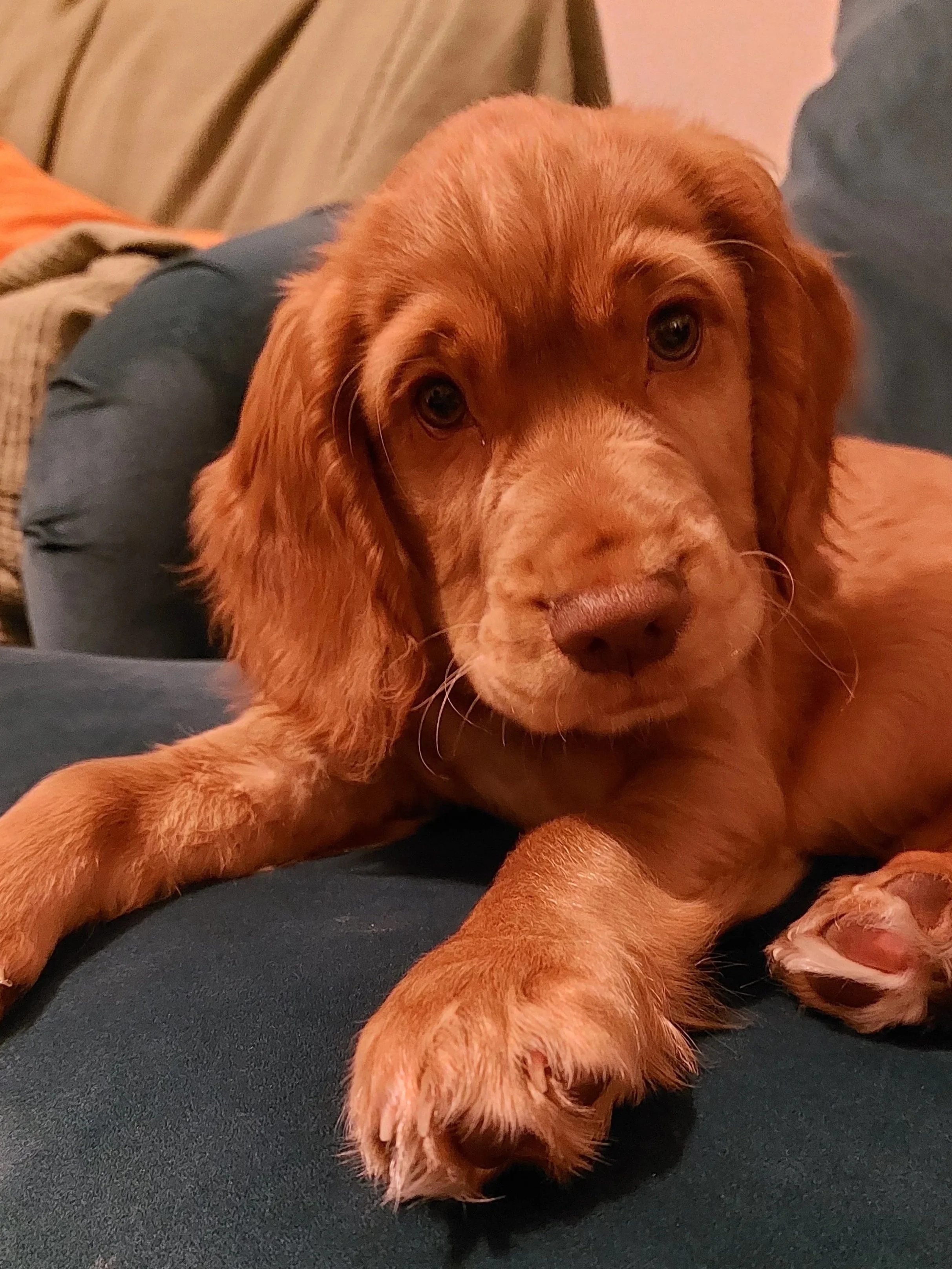 Close-up of a cute, brown puppy with floppy ears, lying on a couch and looking at the camera.