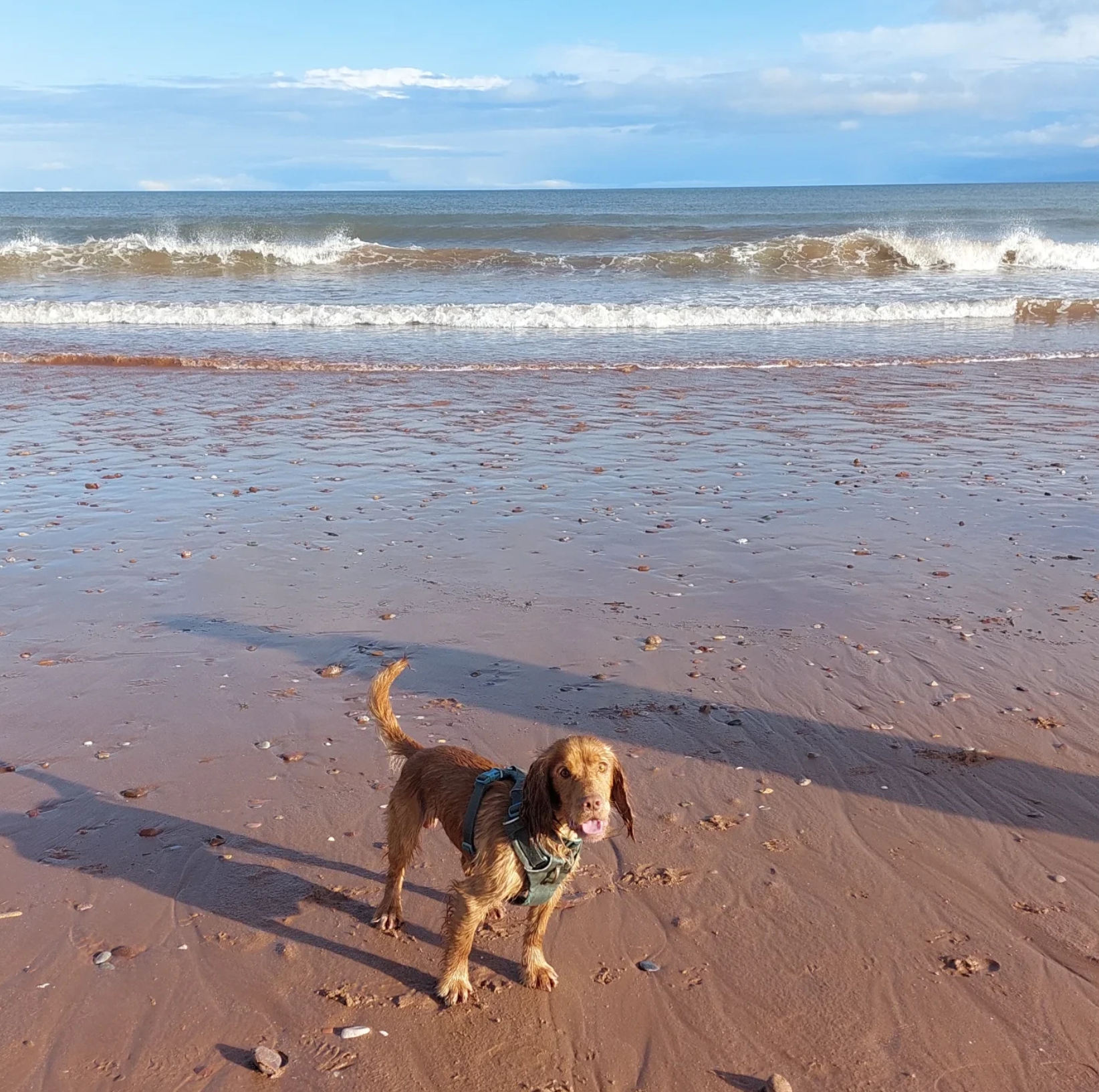 A brown dog wearing a harness stands on a sandy beach, with the ocean and waves in the background under a partly cloudy sky.