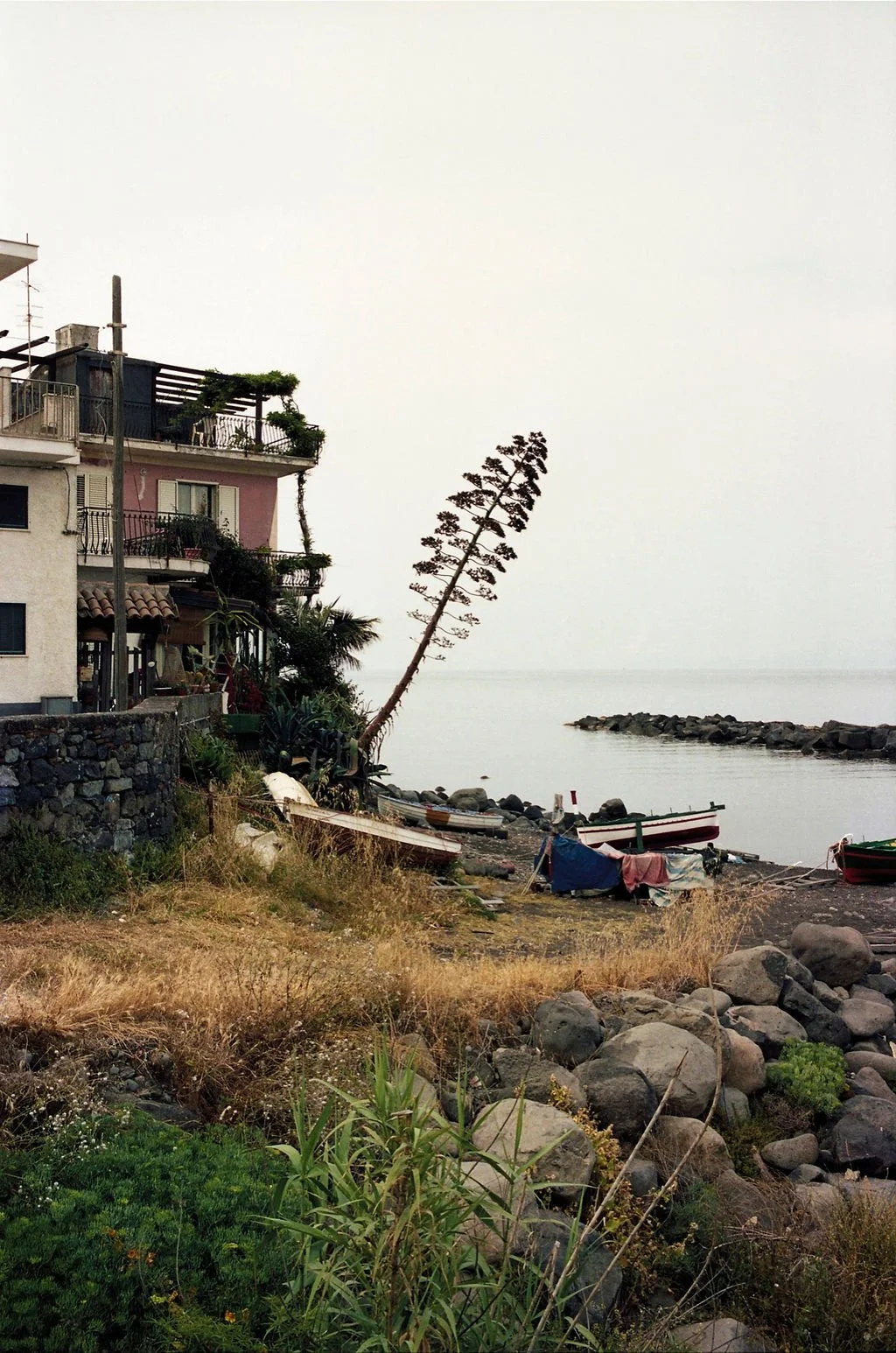 Les agaves, projet photographique de Victoire Eouzan