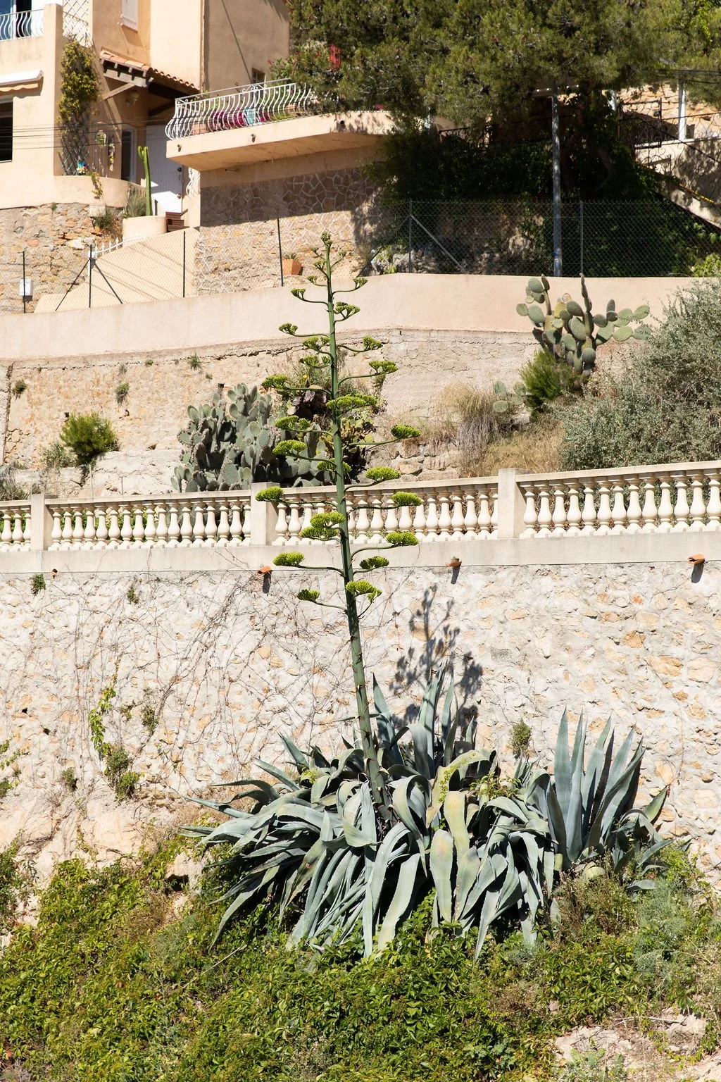 Les agaves, projet photographique de Victoire Eouzan