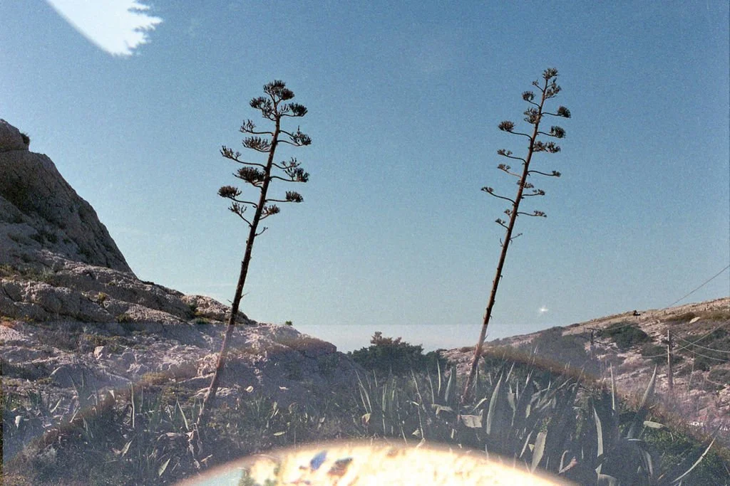 Les agaves, projet photographique de Victoire Eouzan