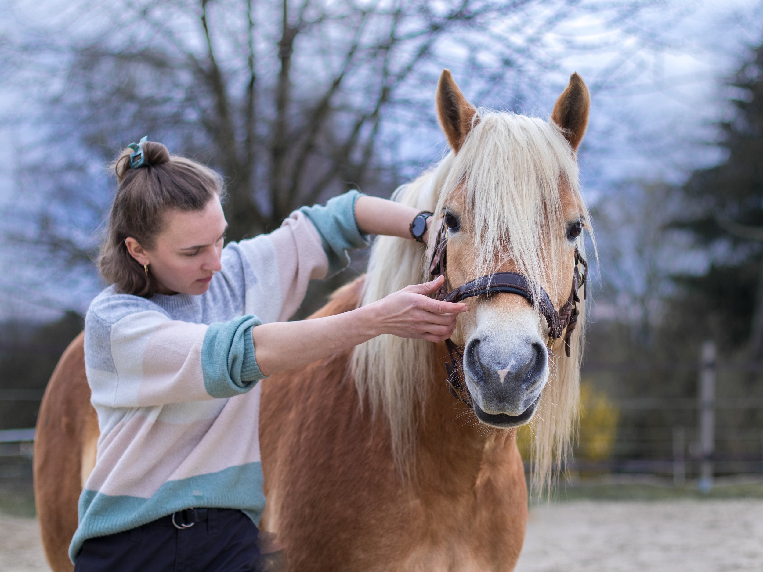 Junge Frau legt einem braunen Pferd die Trense an, im Hintergrund Bäume und Zaun, draußen bei Tageslicht.