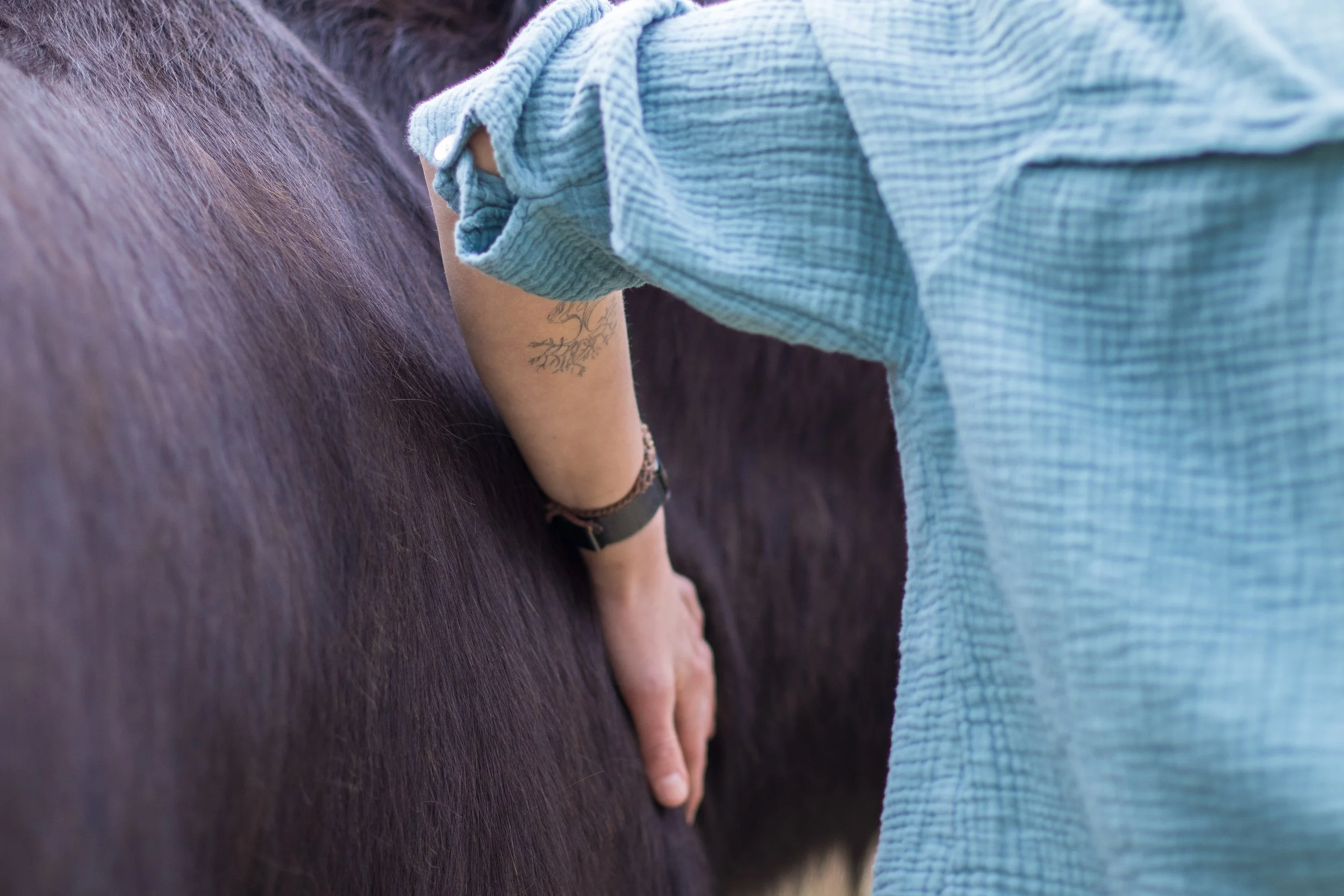 Person streichelt ein schwarzes Pferd, trägt eine blau karierte Bluse, Sicht auf Arm mit Tattoo und Armbanduhr, Fokus auf Hand auf Pferd