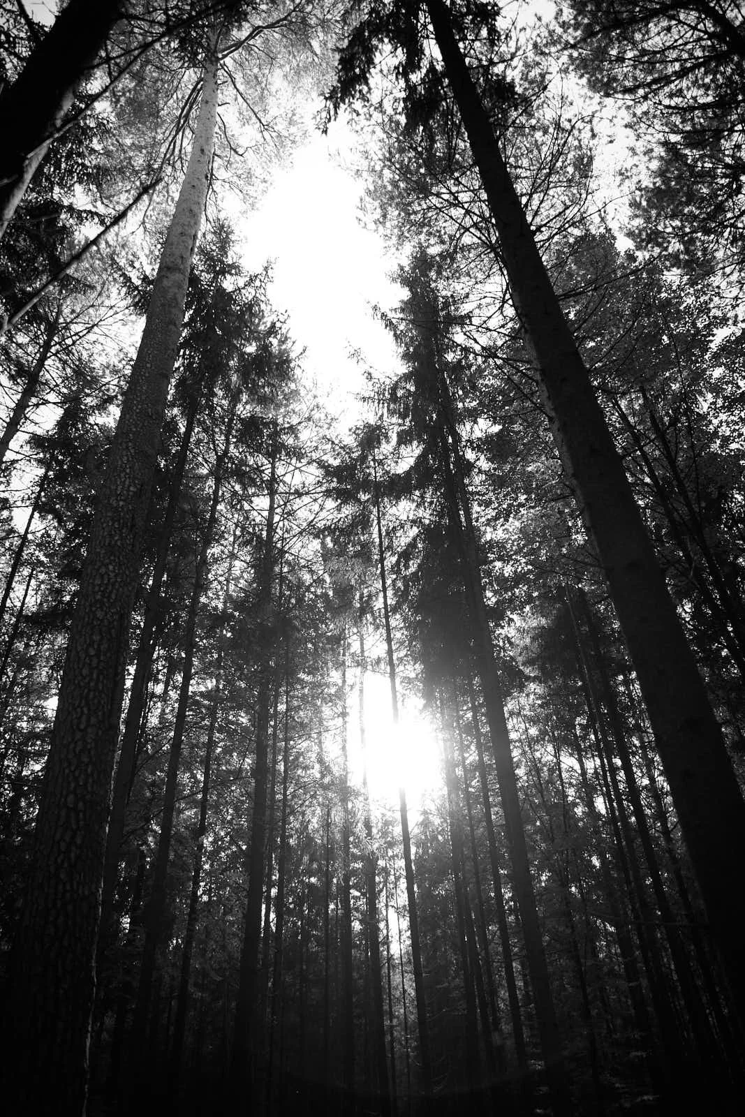 201021_DP Wolvepack_A23_023.jpg