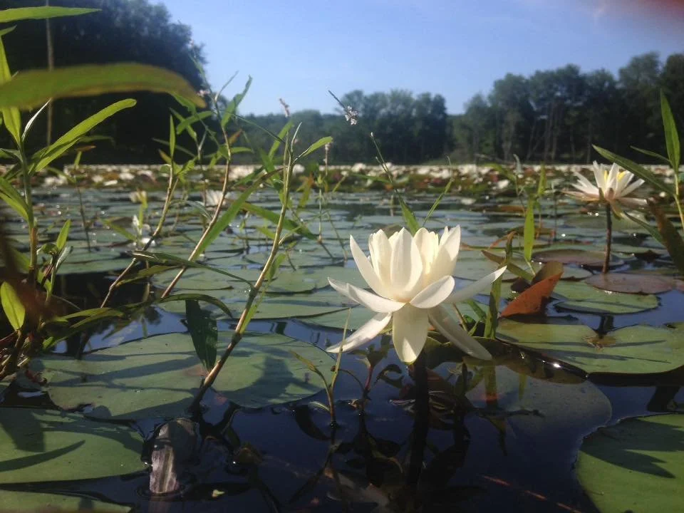 lotus flower closer.jpg