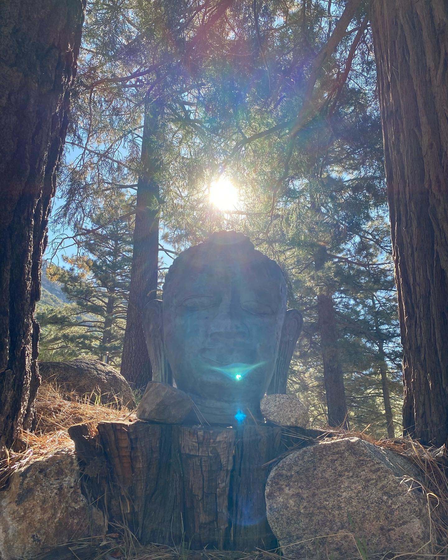 buddha head.jpg