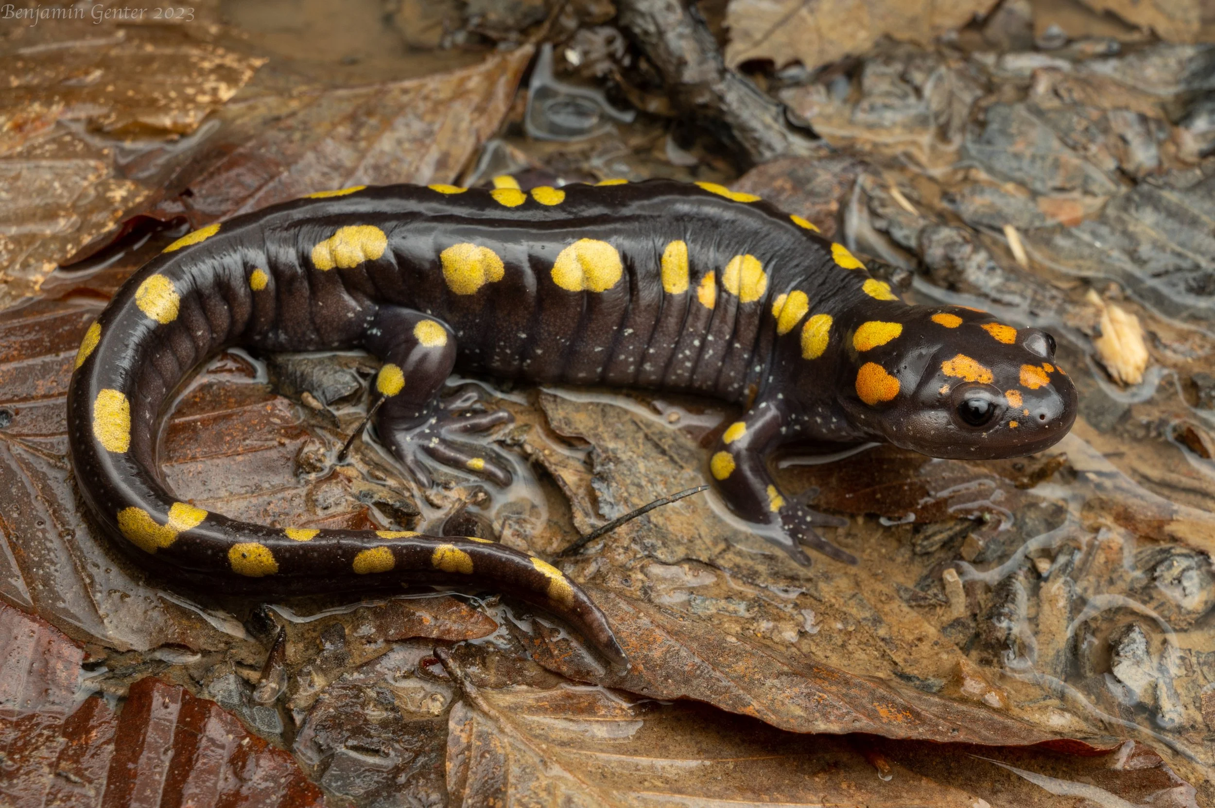 Spotted Salamander (Ambystoma maculatum)