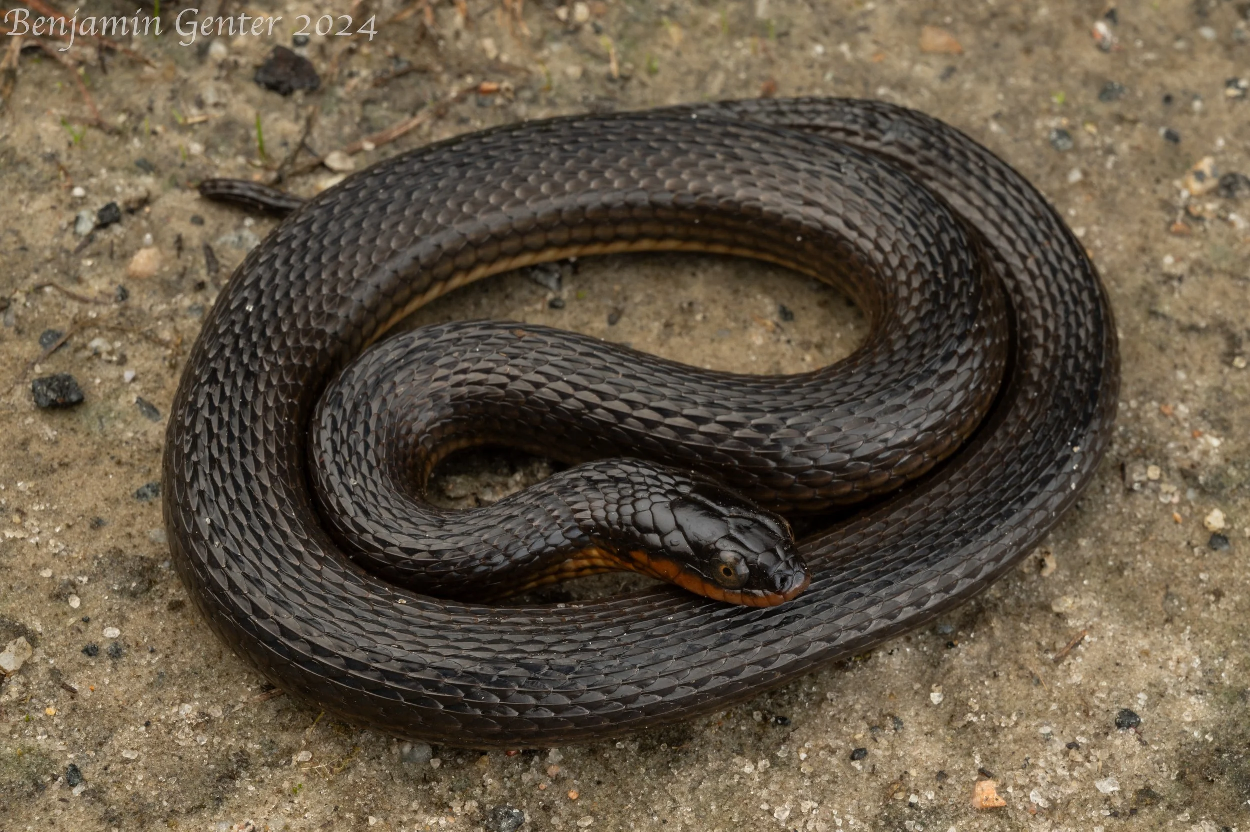 Glossy Swampsnake (Liodytes rigida)