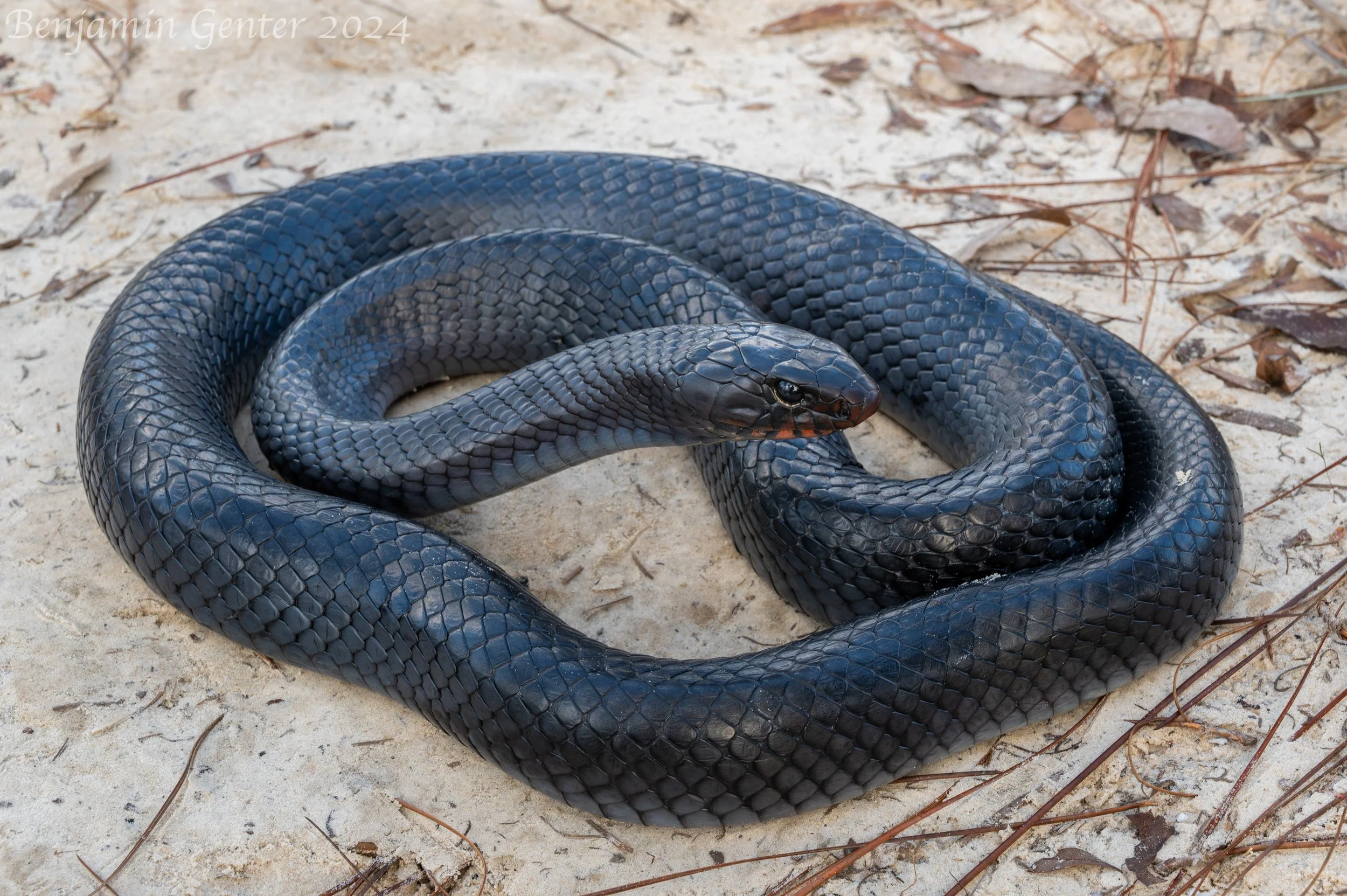 Eastern Indigo Snake (Drymarchon couperi)