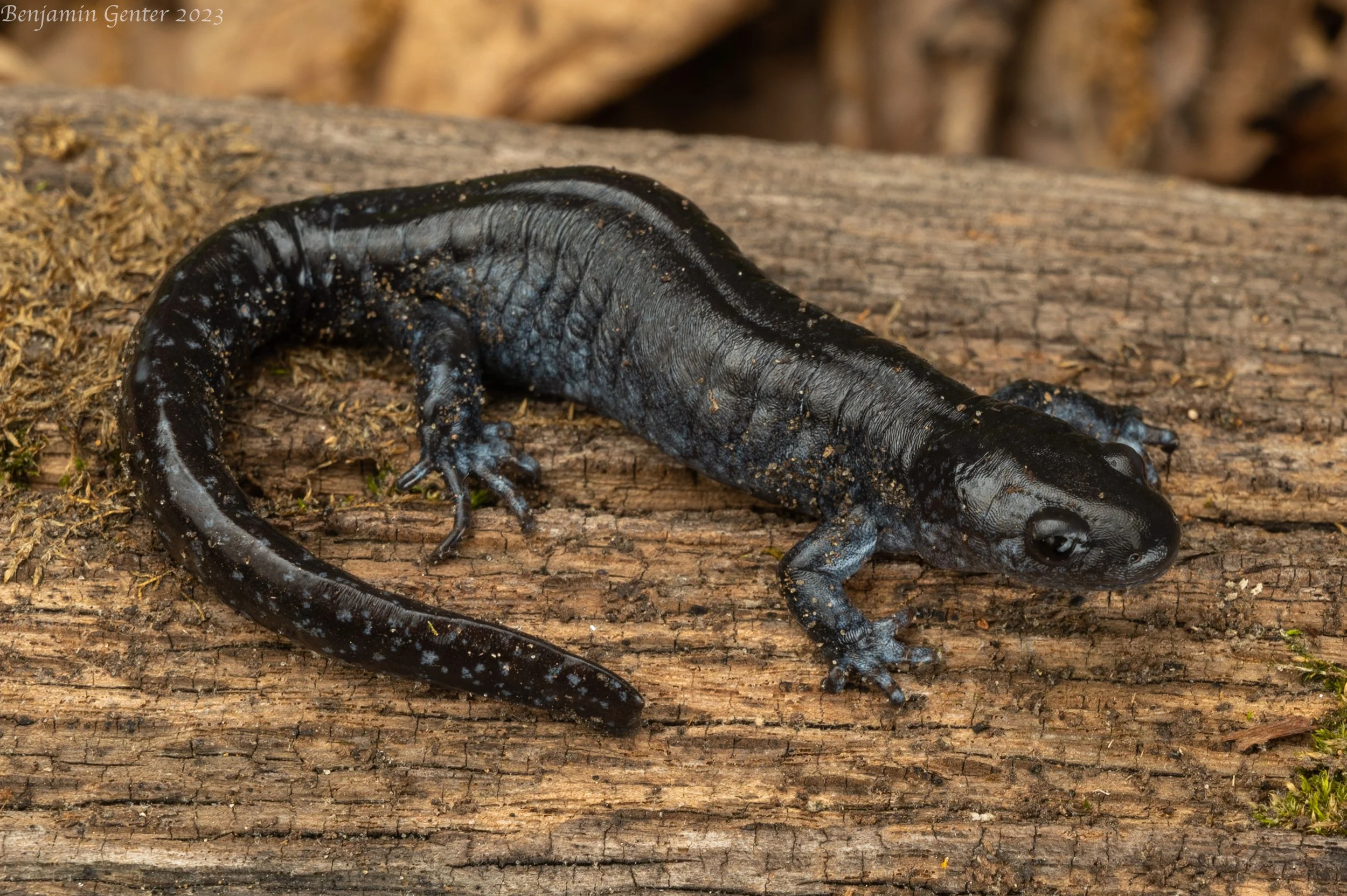 Blue-spotted Salamander (Ambystoma laterale)