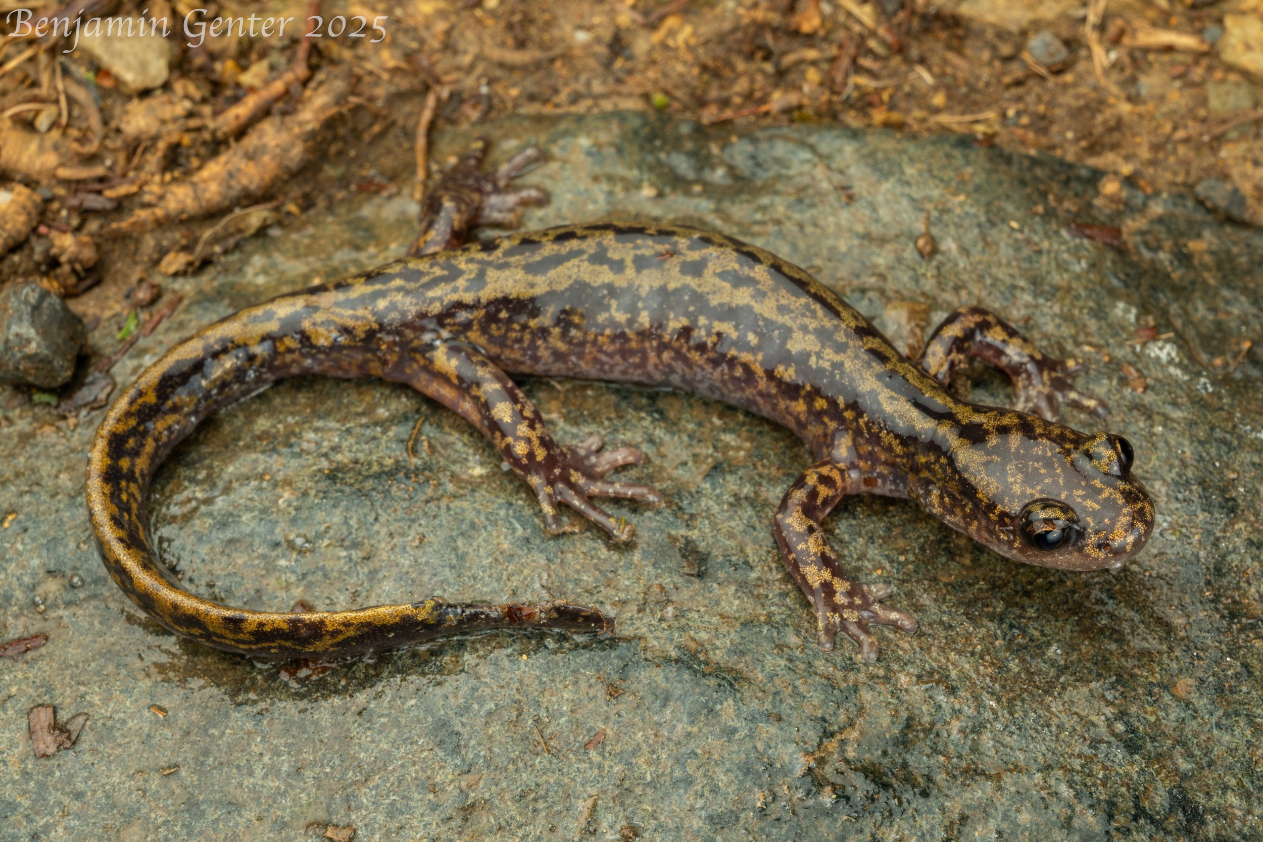 Tsinpa Salamander (Liua tsinpaensis)
