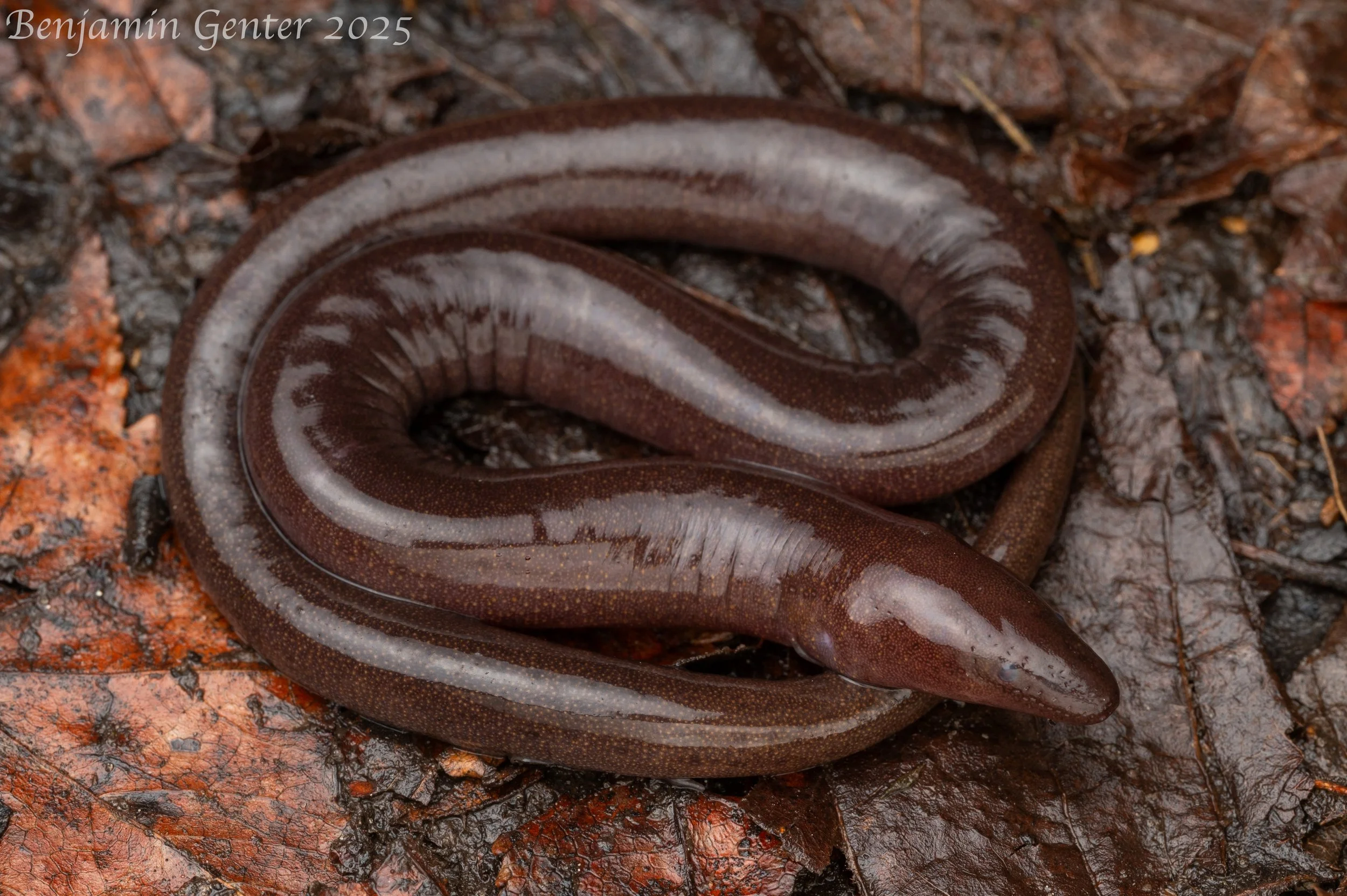 One-toed Amphiuma (Amphiuma pholeter)