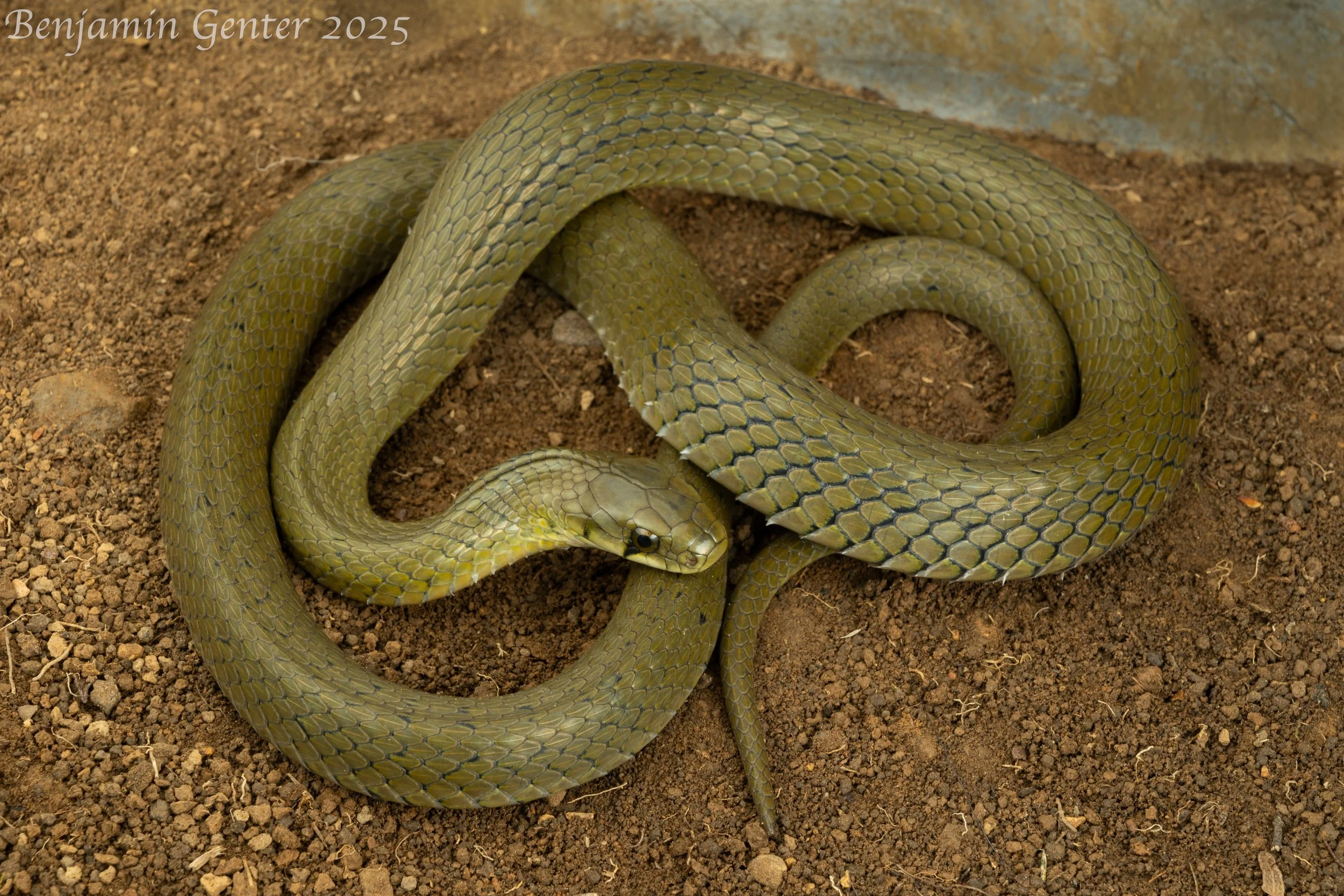 Groove-necked Keelback (Rhabdophis nuchalis)