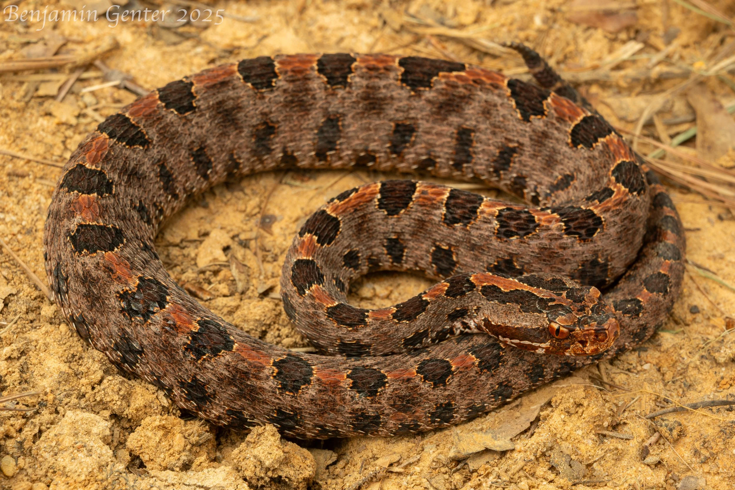 Carolina Pygmy Rattlesnake (Sistrurus miliarius miliarius)